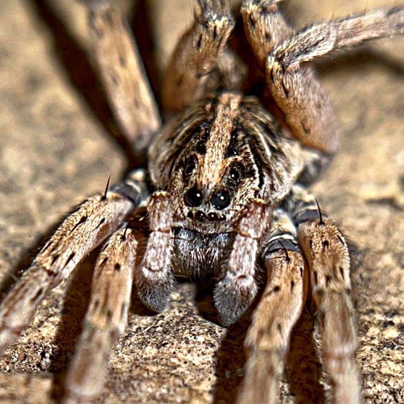 Florida Wolf Spider (Tigrosa annexa)