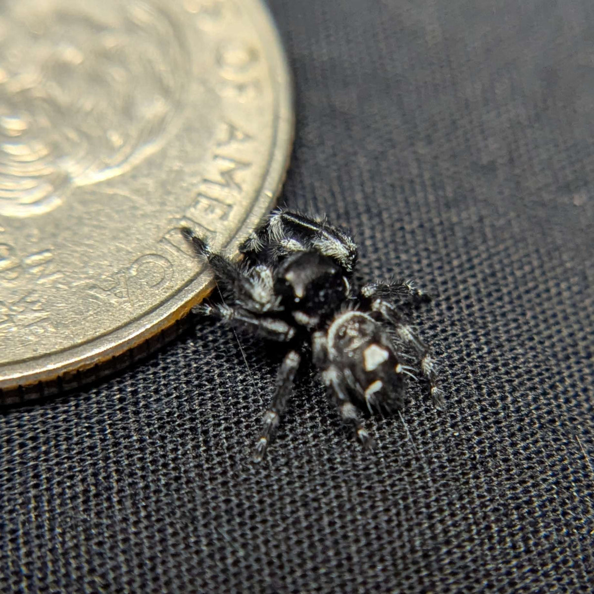 (Apalachicola Locale) Regal Jumping Spider "Gemstone"