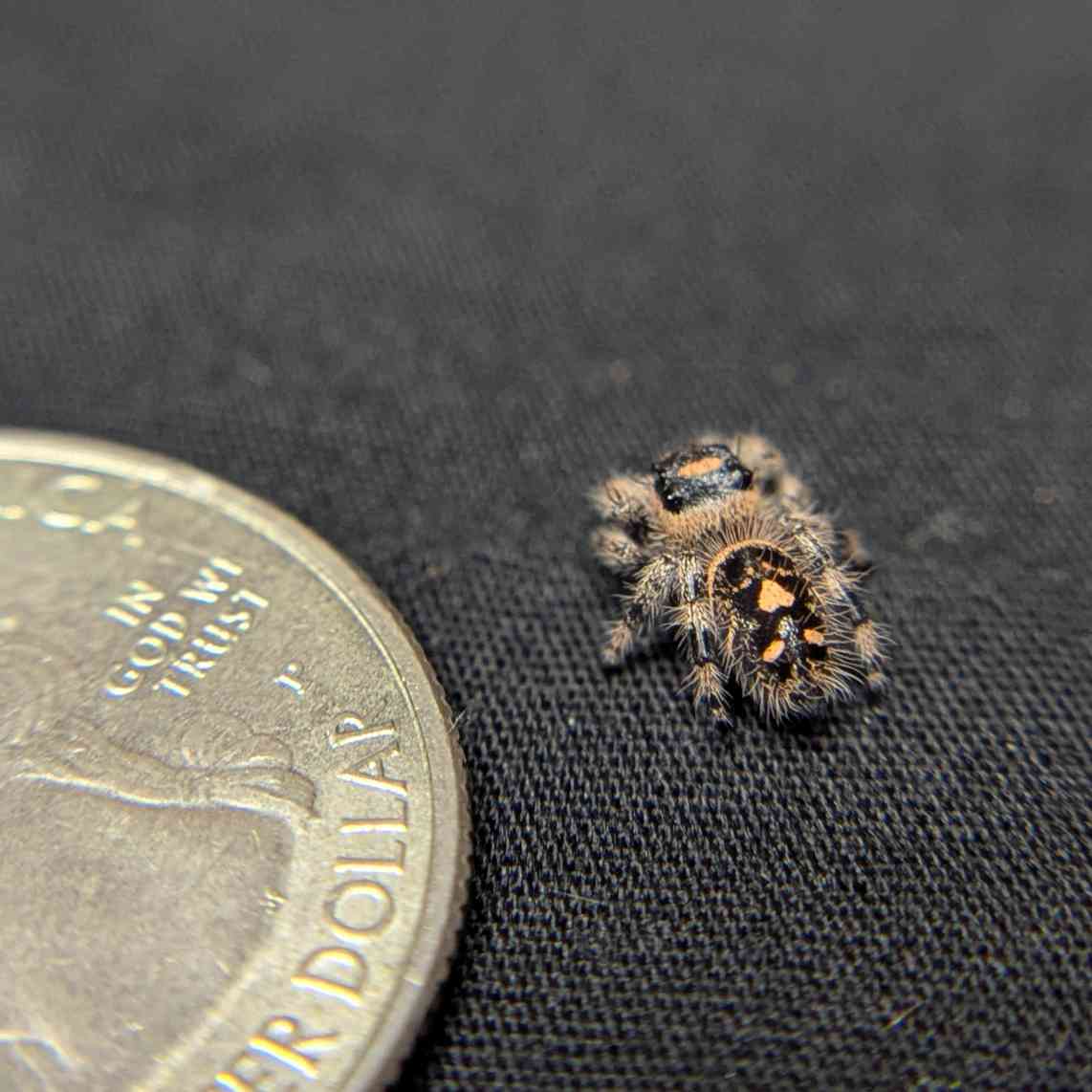 Regal Jumping Spider "Bunny"