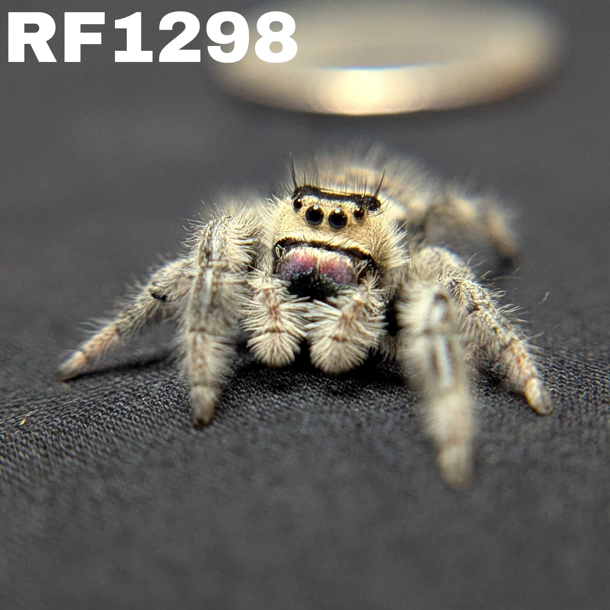 Regal Jumping Spider “Poppy”
