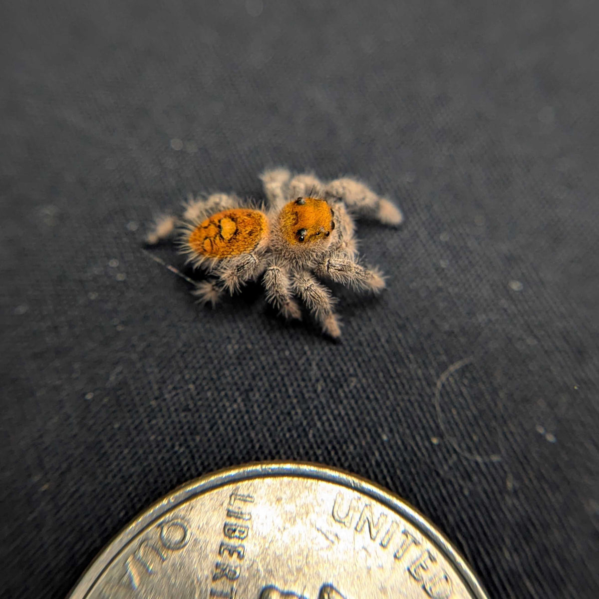Regal Jumping Spider "Cherry Blossom"