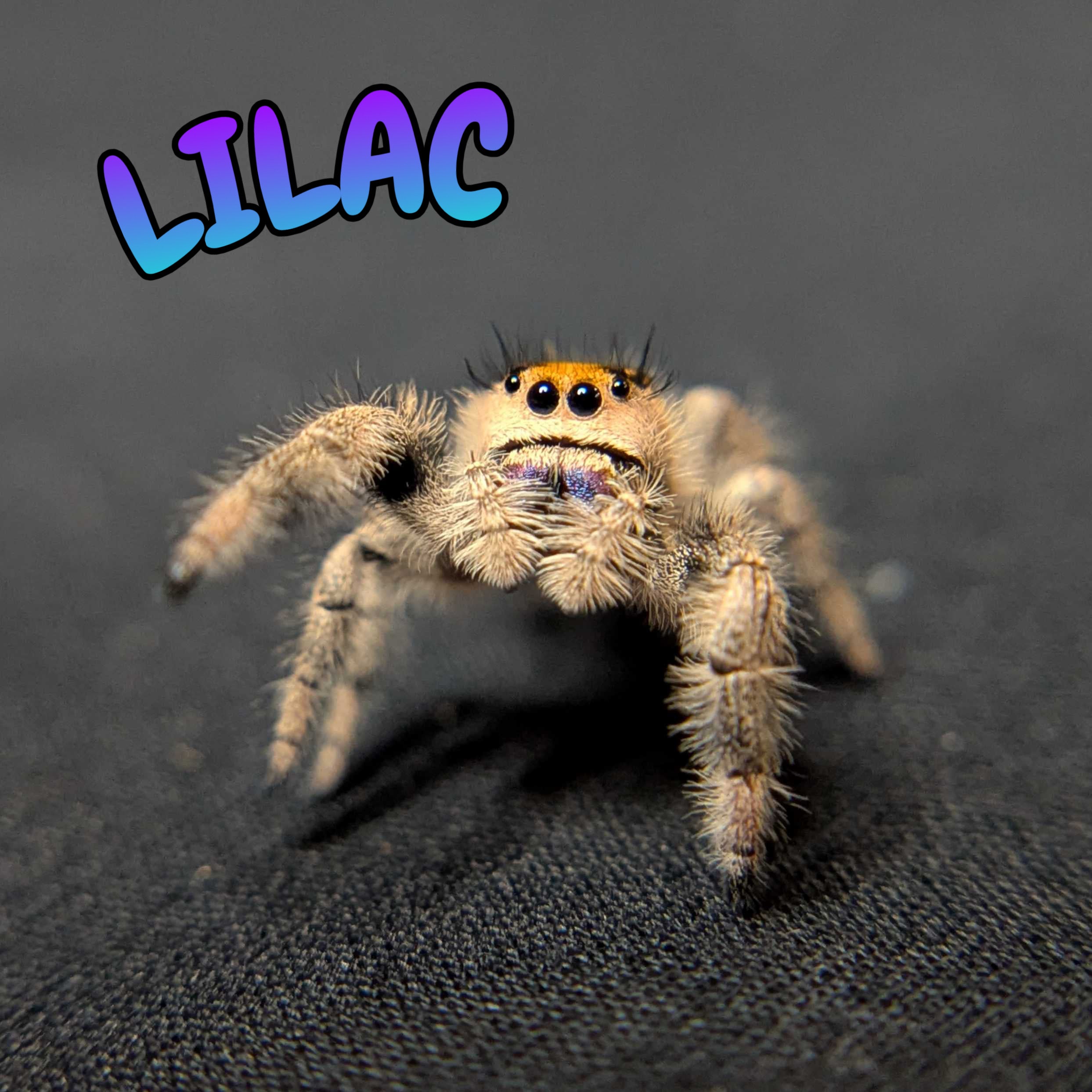 Regal Jumping Spider "Lilac"
