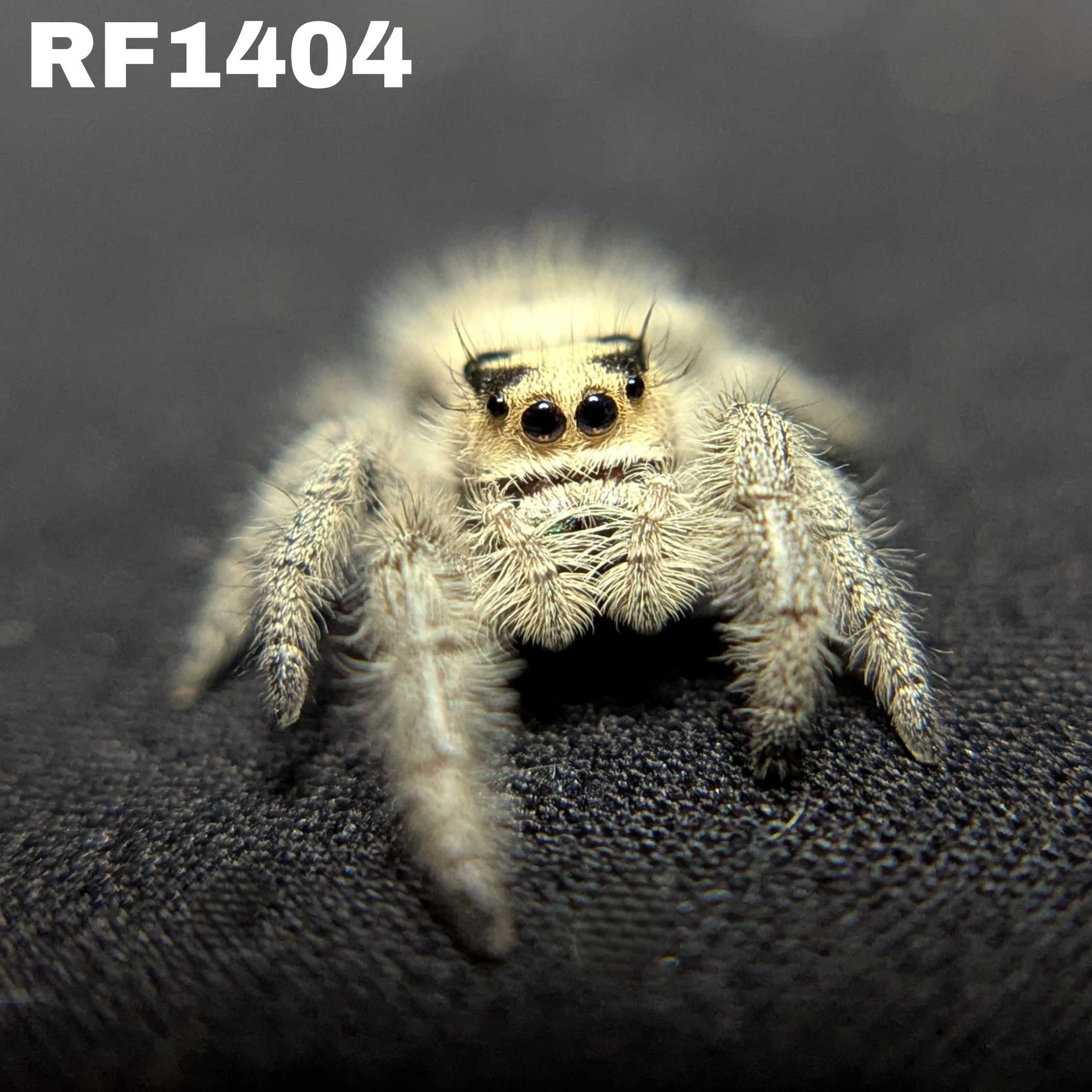 Regal Jumping Spider "Elizabeth"
