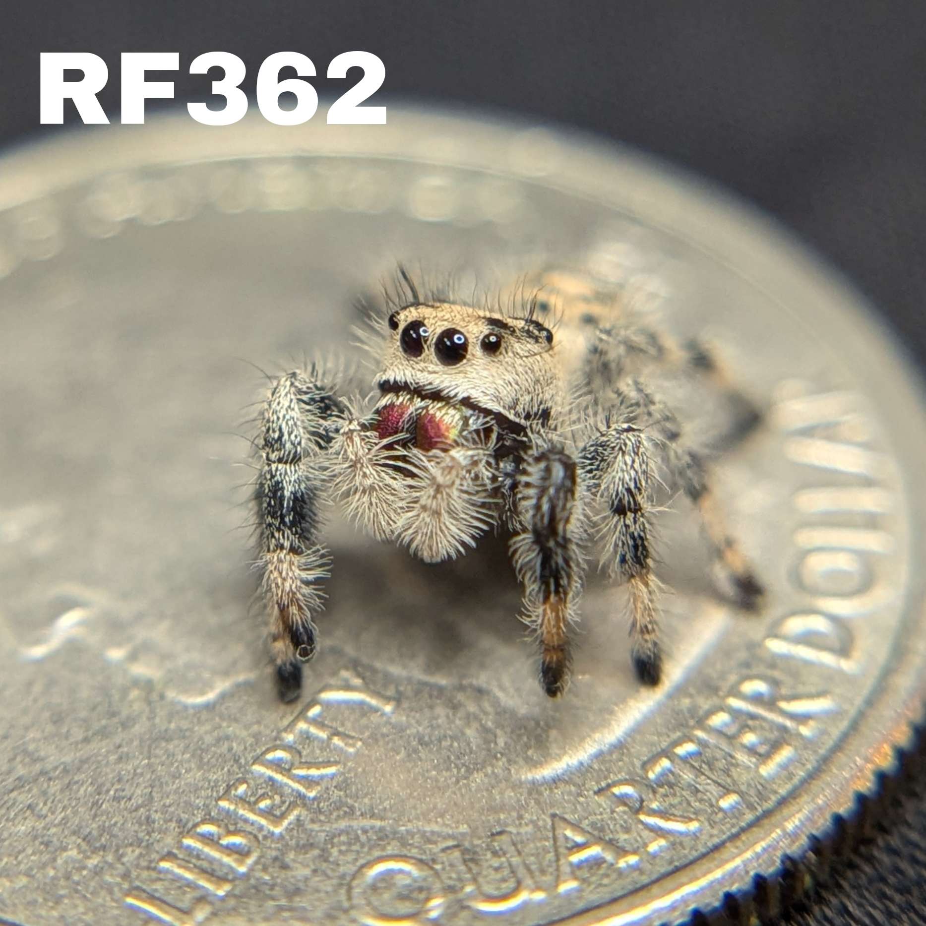 Regal Jumping Spider "Spooky"
