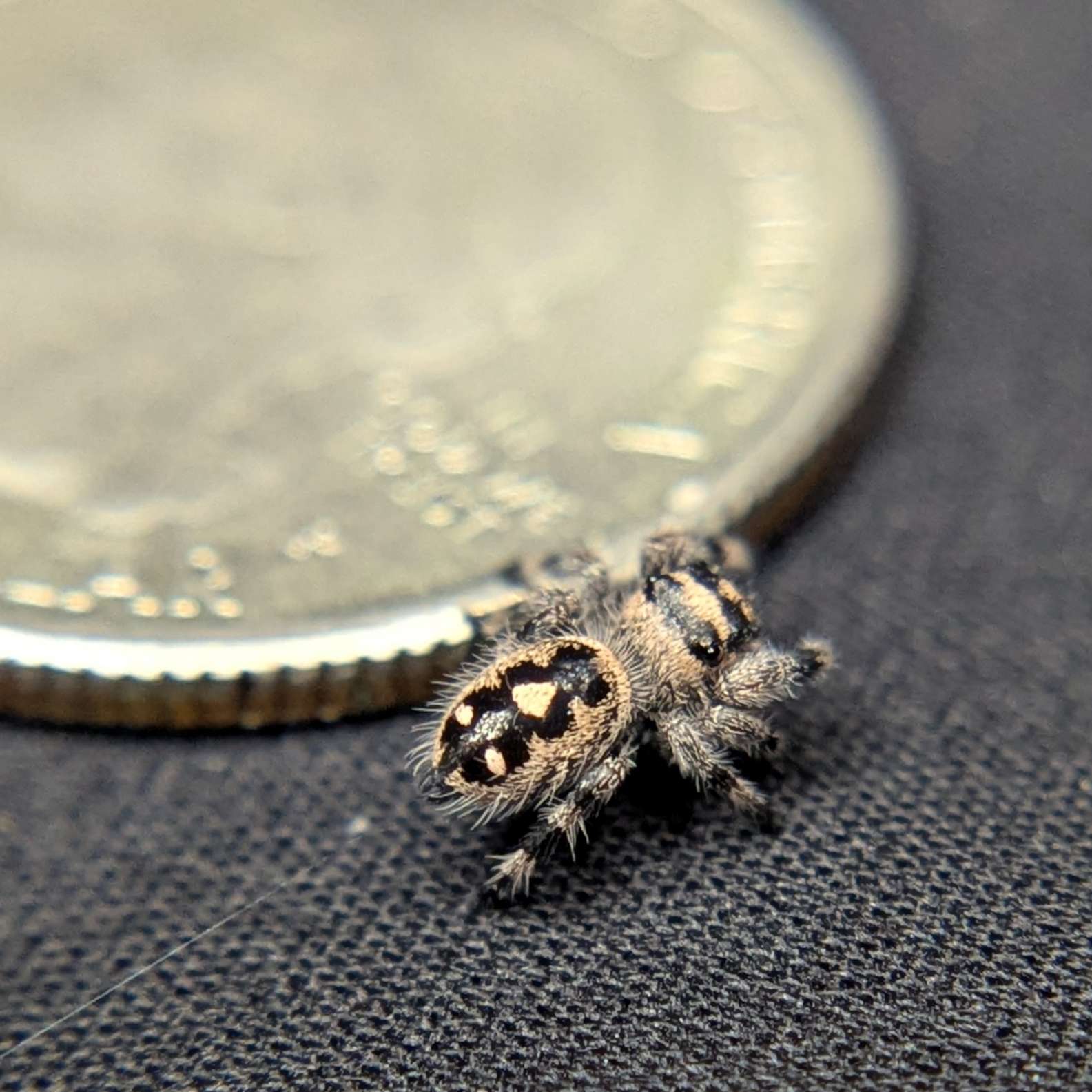 Regal Jumping Spider "Casper"
