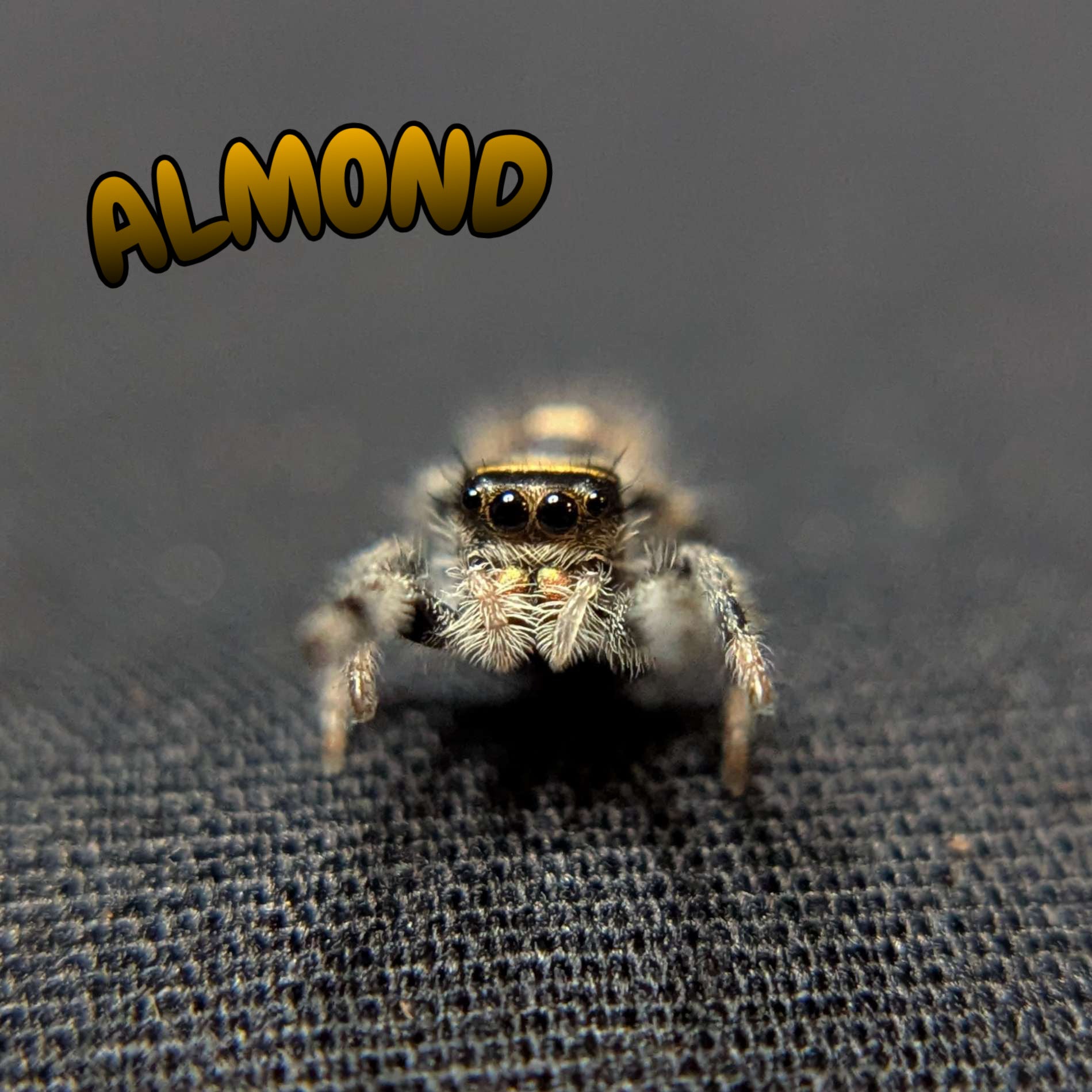 Regal Jumping Spider "Almond"