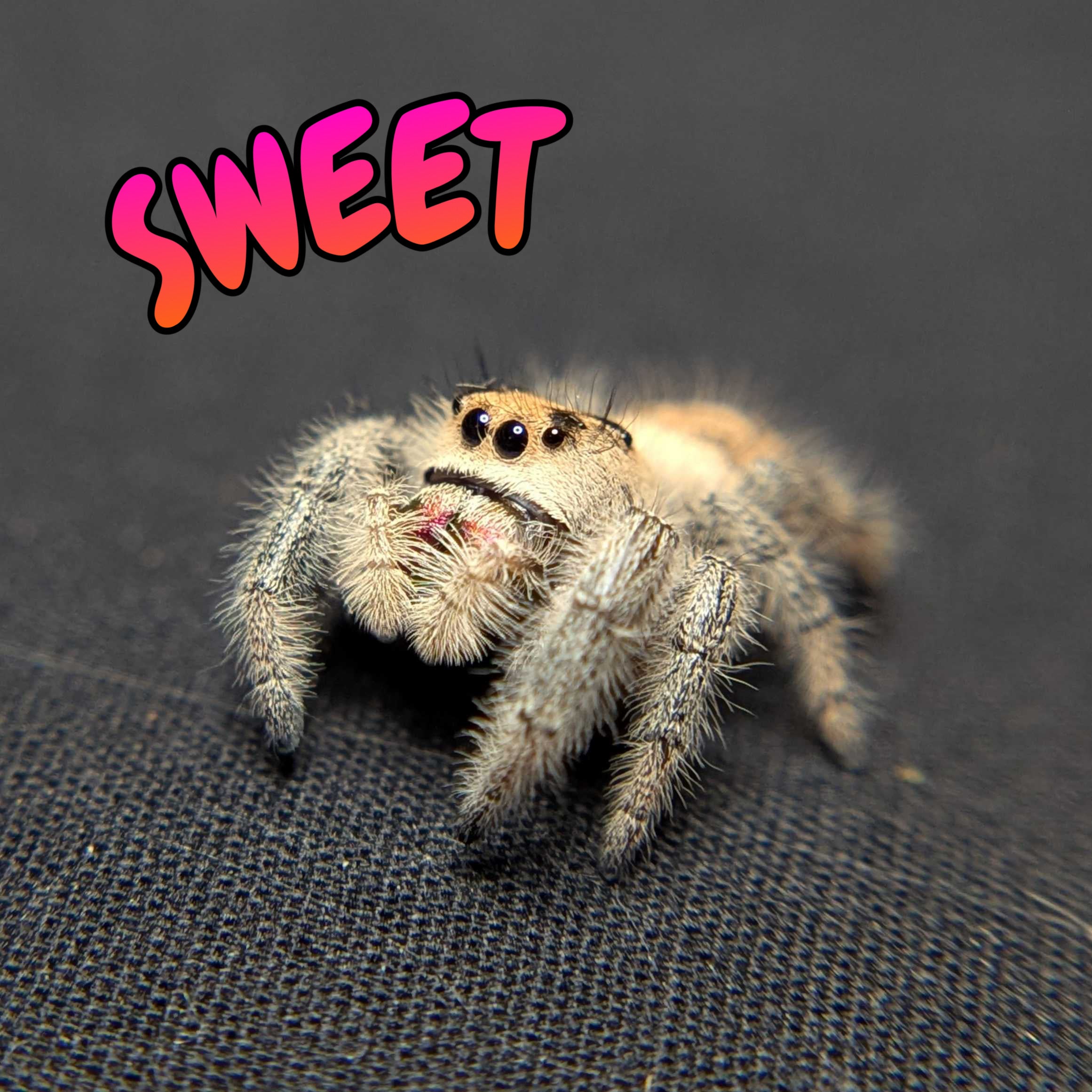 Female Regal Jumping Spider Sweet