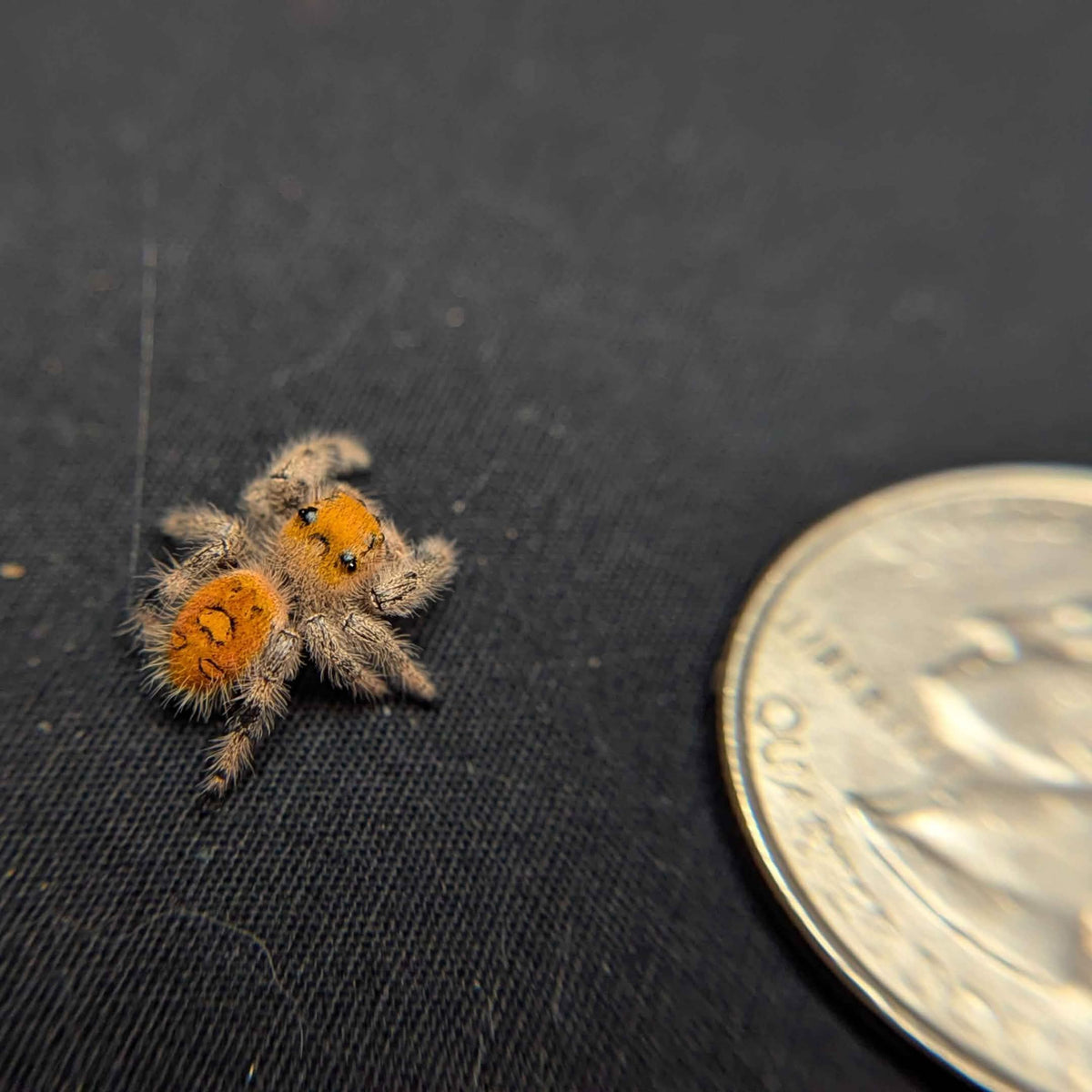 Regal Jumping Spider "Citrus"