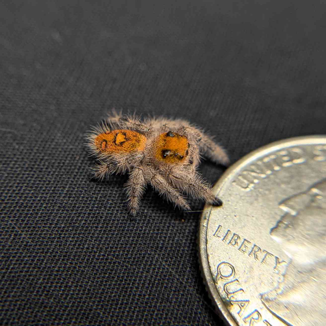 Regal Jumping Spider "Gumdrop"