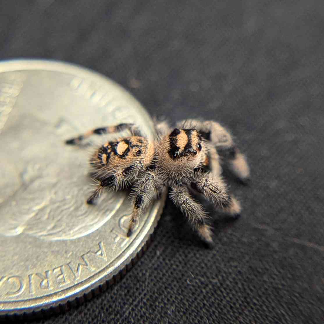 Regal Jumping Spider "Skittles"