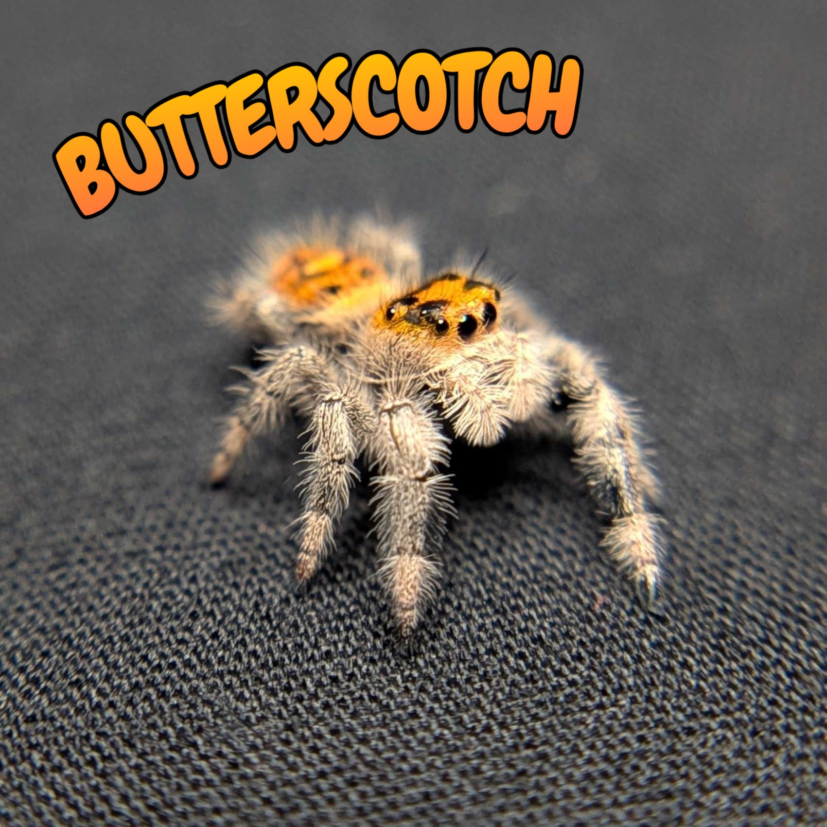 Regal Jumping Spider “Butterscotch”
