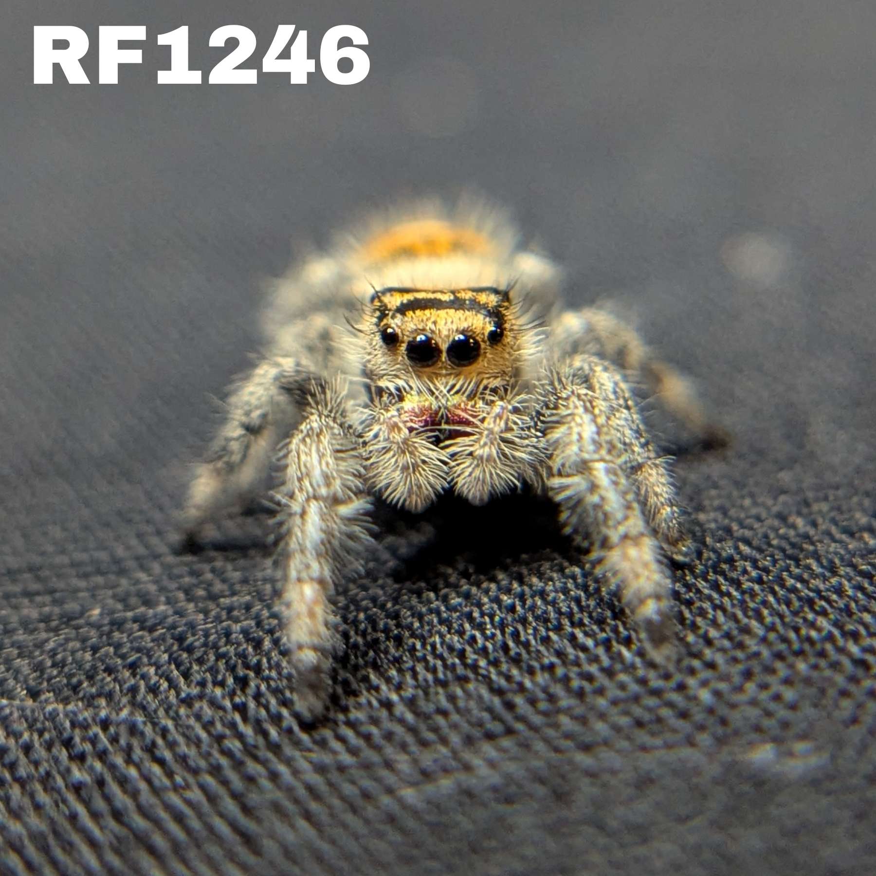 Regal Jumping Spider "Golden"