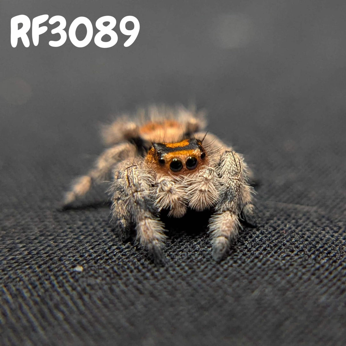 Regal Jumping Spider "Fireball"