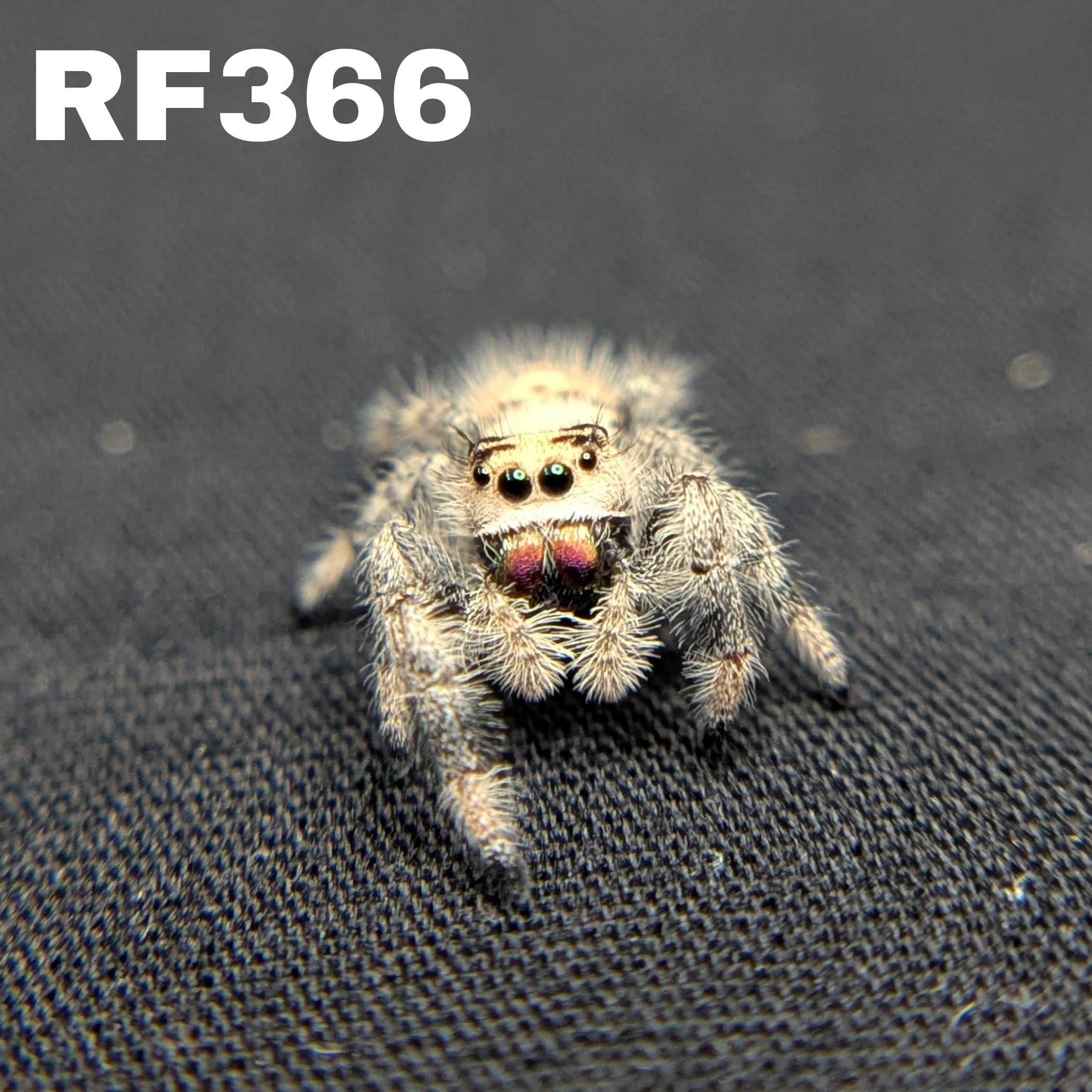 Regal Jumping Spider "Spell"