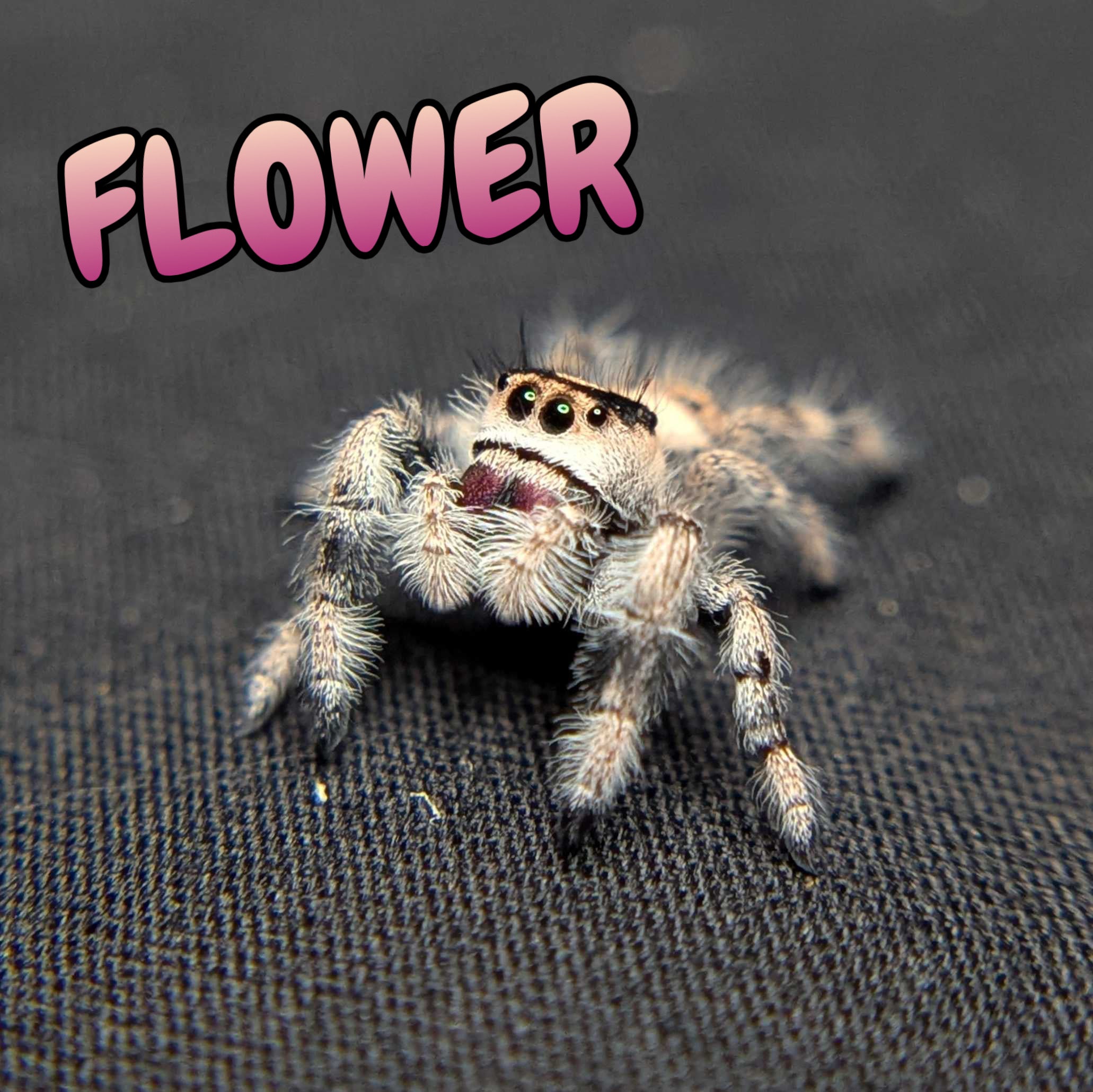 Regal Jumping Spider "Flower"