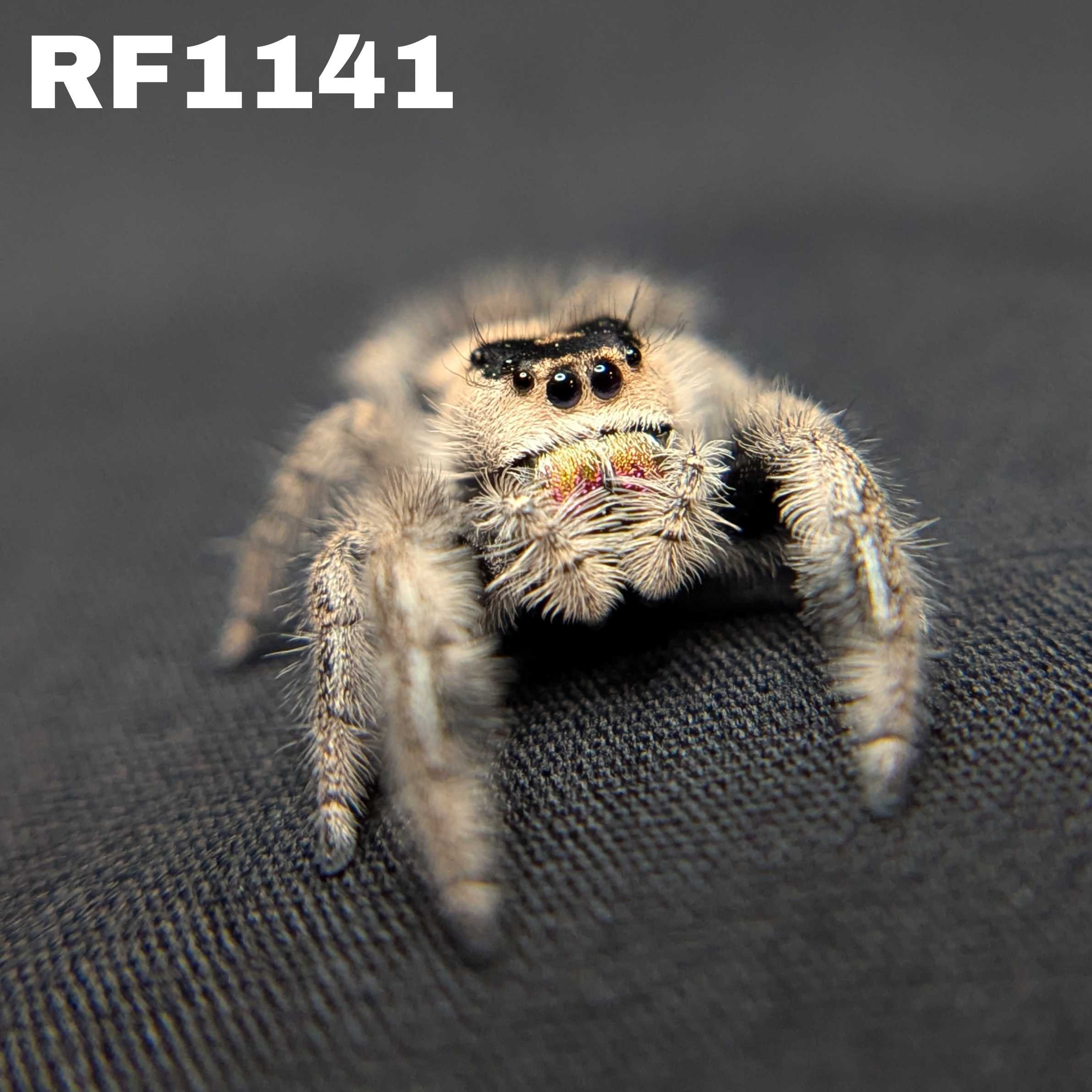Regal Jumping Spider “Mulberry Pie”