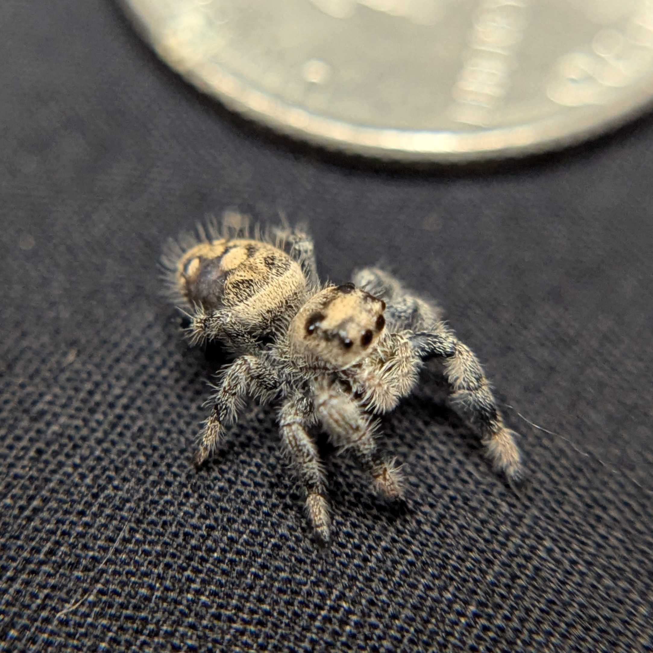 Regal Jumping Spider "Domino"