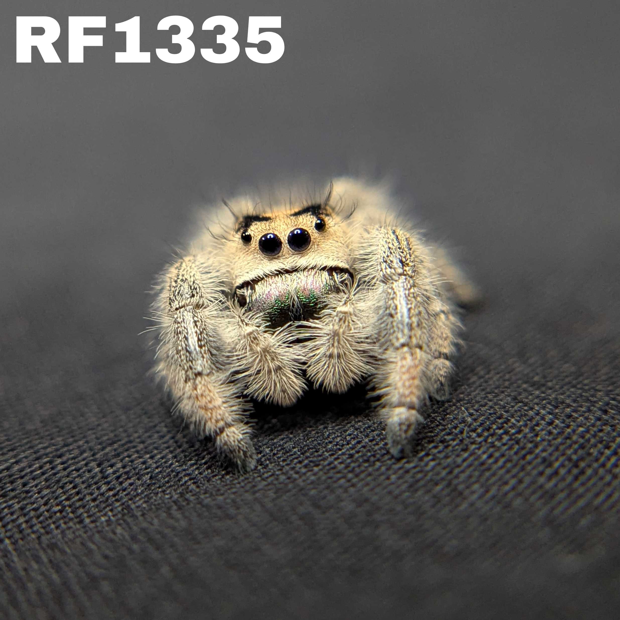 Regal Jumping Spider "Glowpetal"