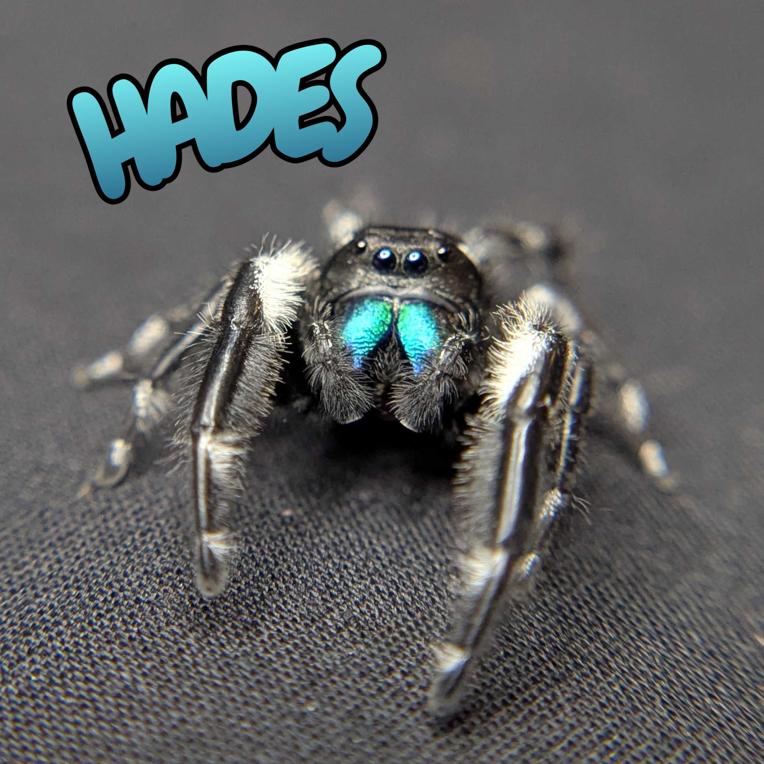 (Apalachicola Locale) Regal Jumping Spider “Hades”