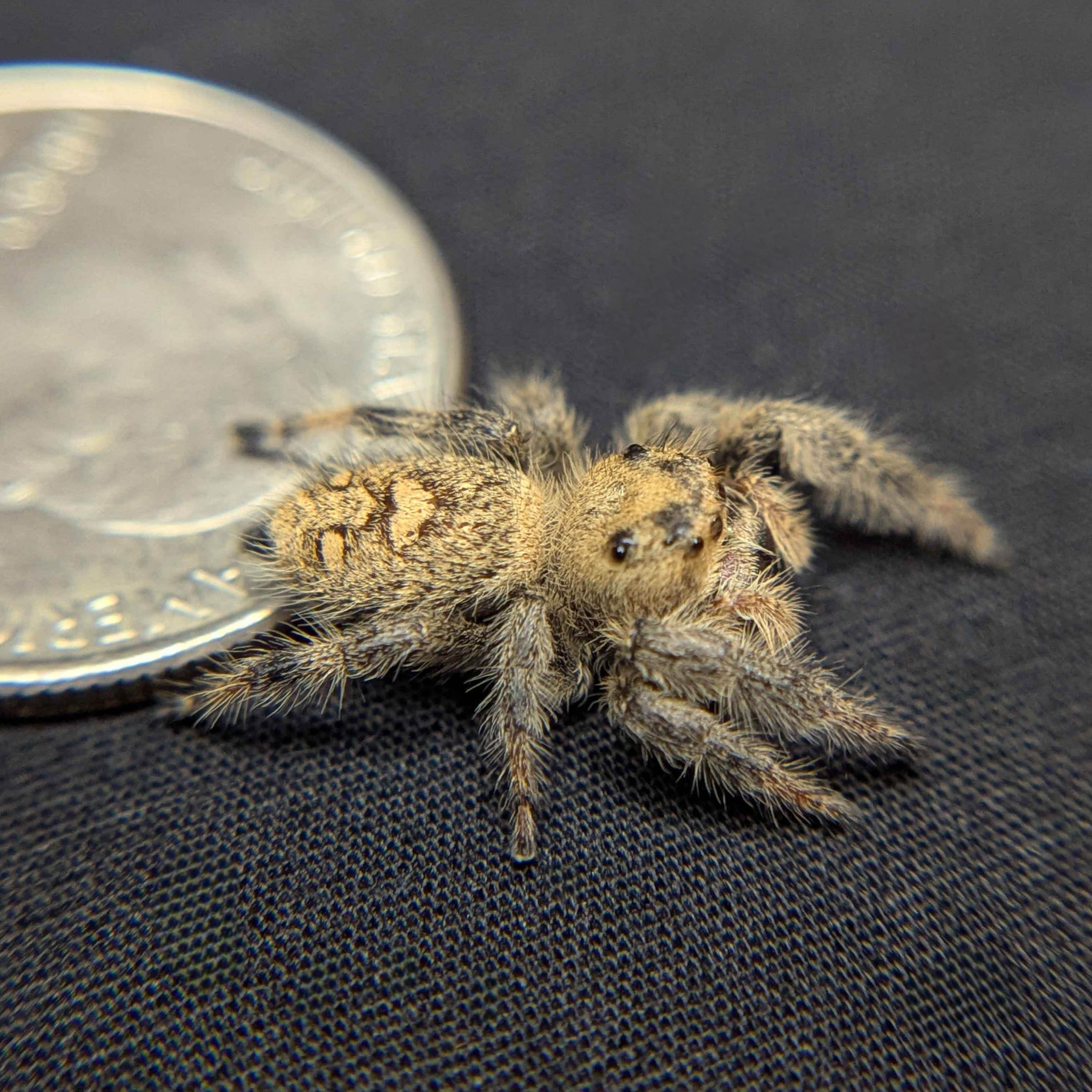 Female Regal Jumping Spider "Sage" - Side View