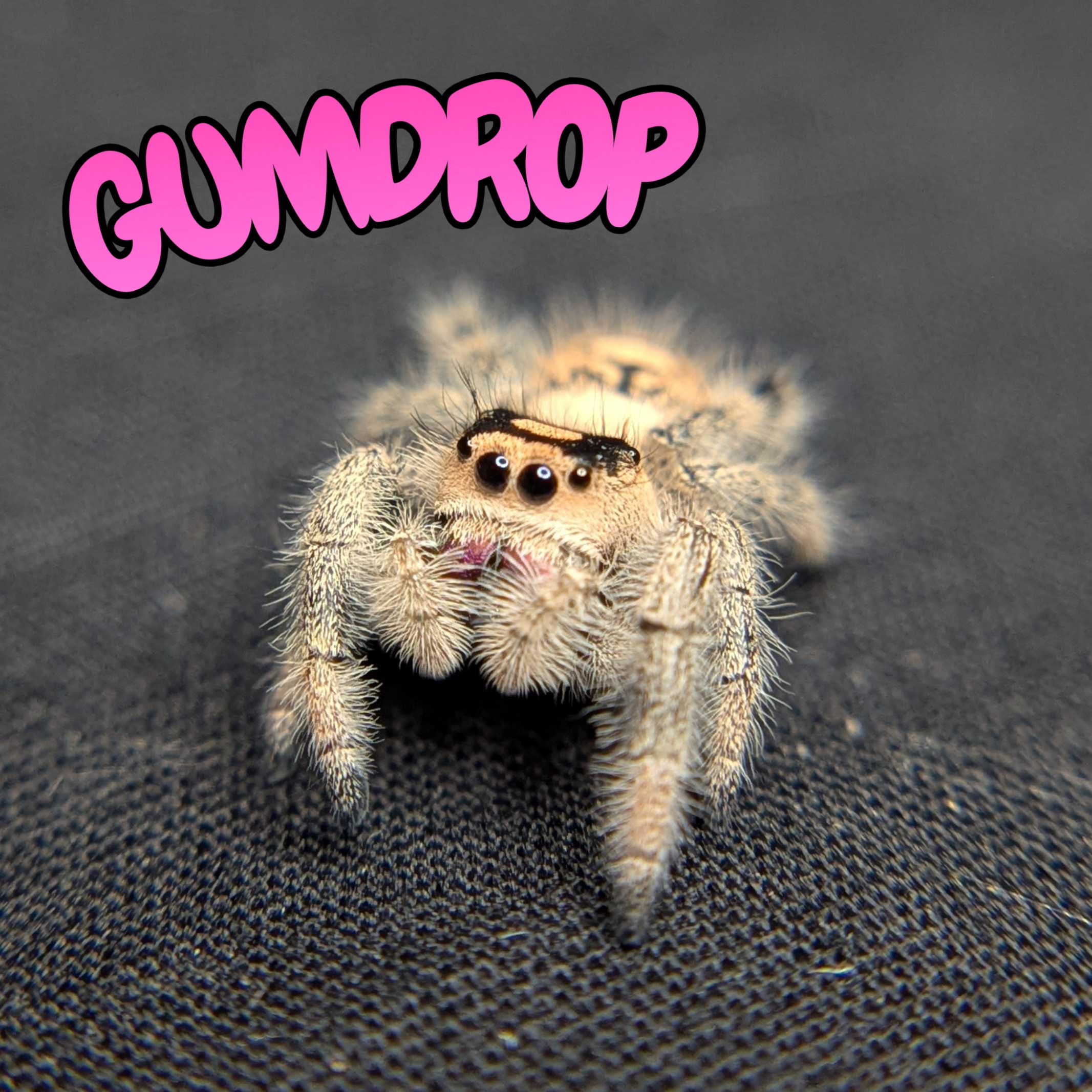 Regal Jumping Spider "Gumdrop"