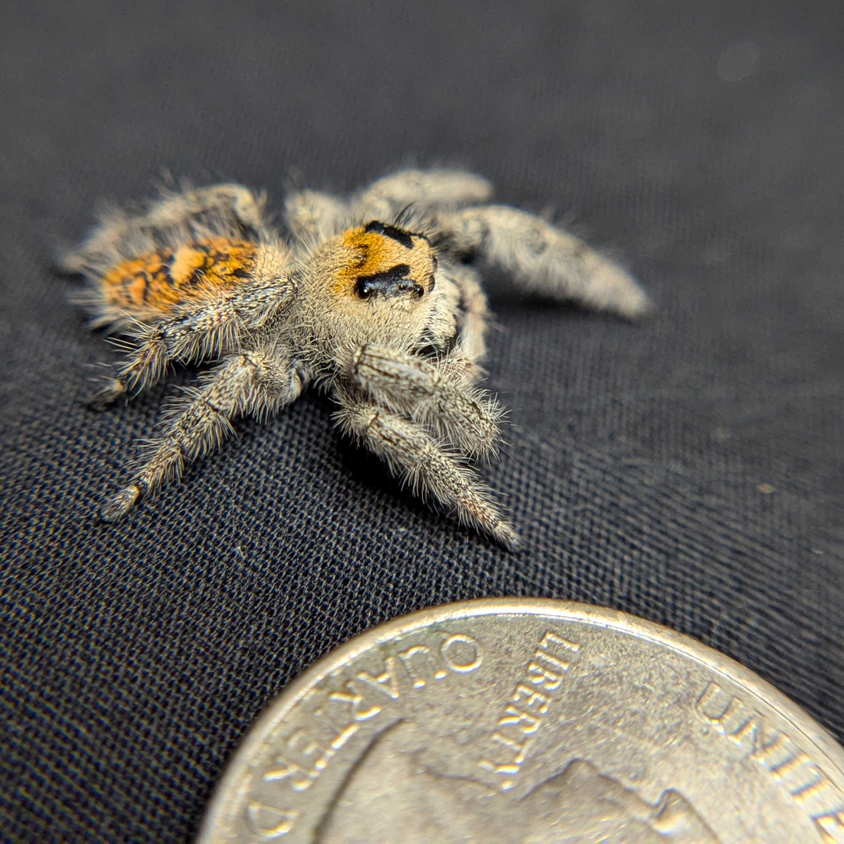 Regal Jumping Spider “Palmetto”