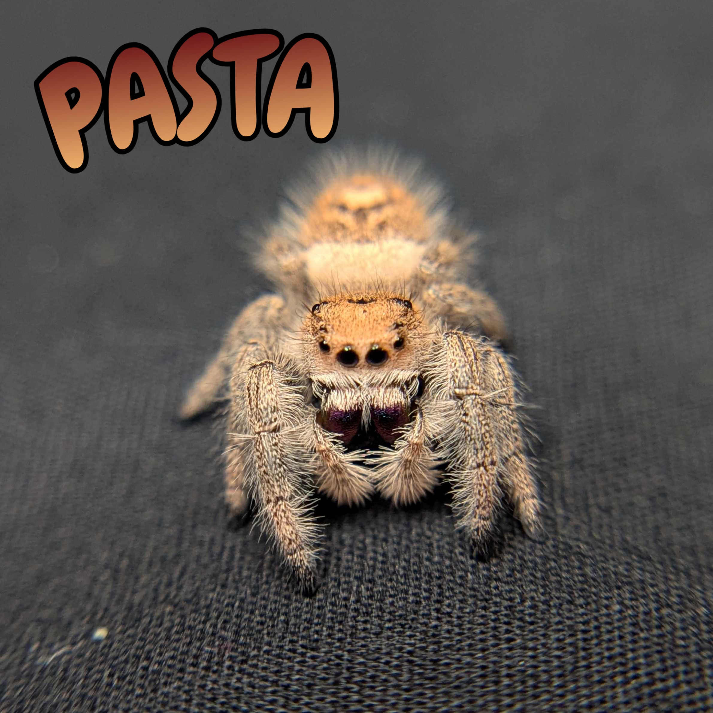 Regal Jumping Spider "Pasta"