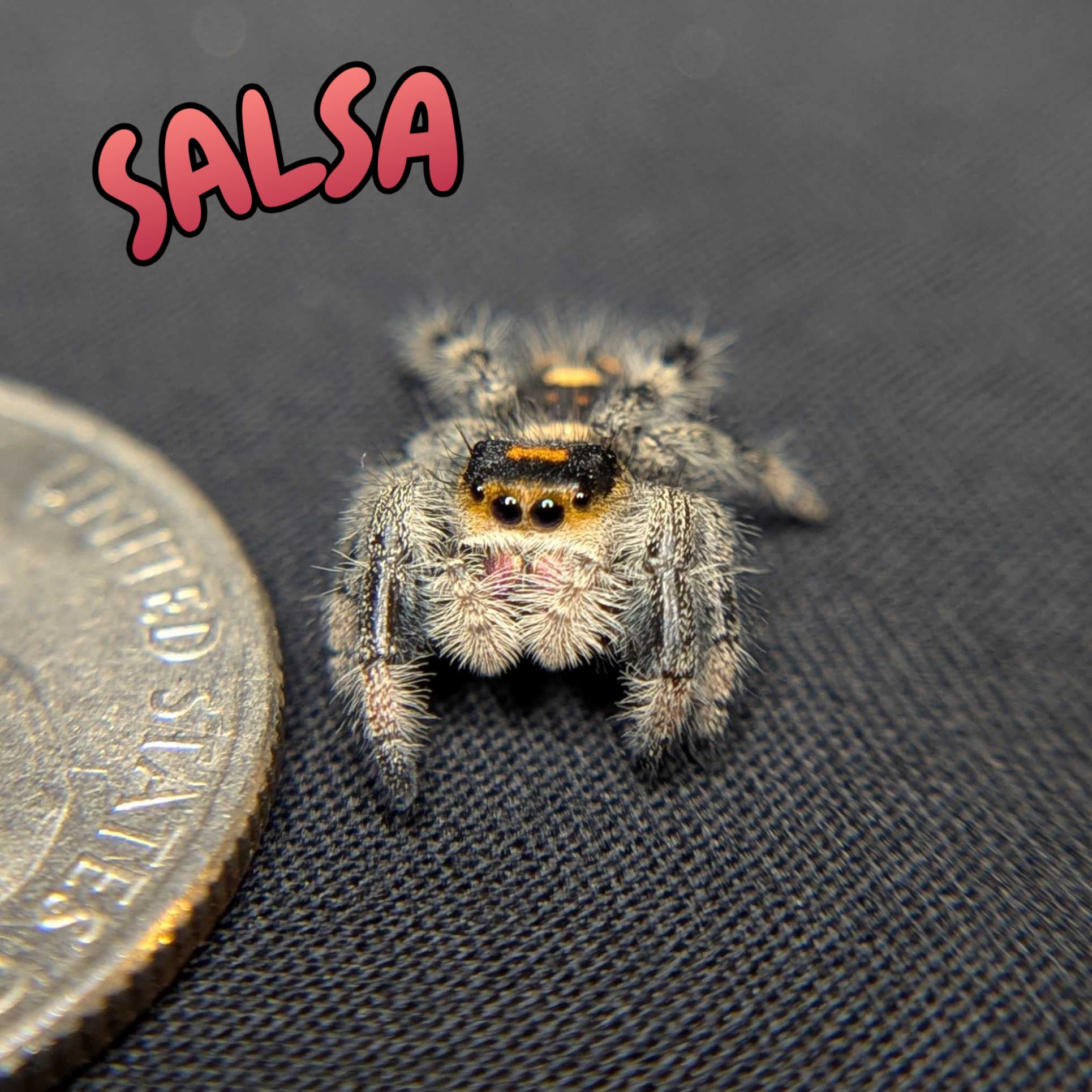 Regal Jumping Spider "Salsa"