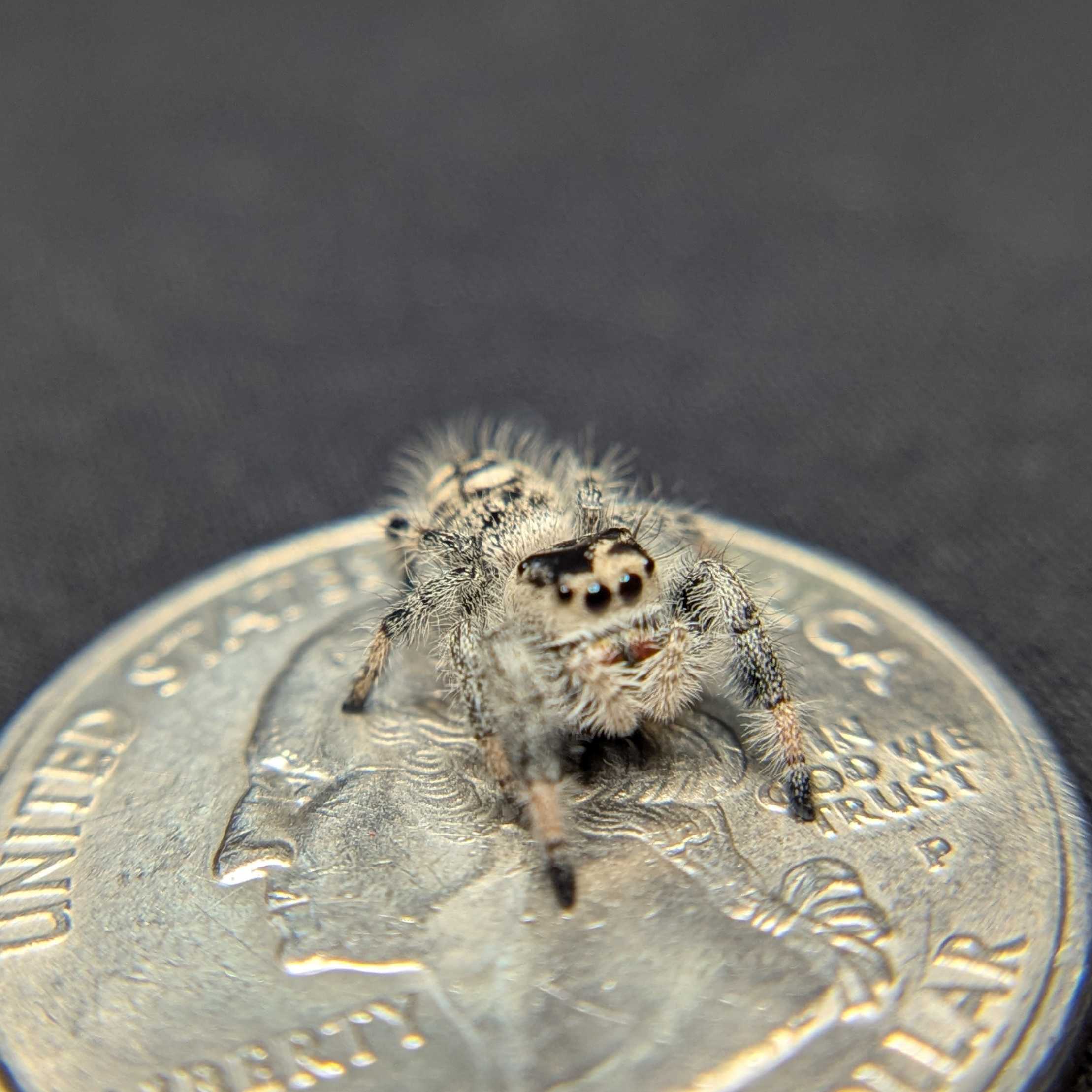 Regal Jumping Spider "Spell"