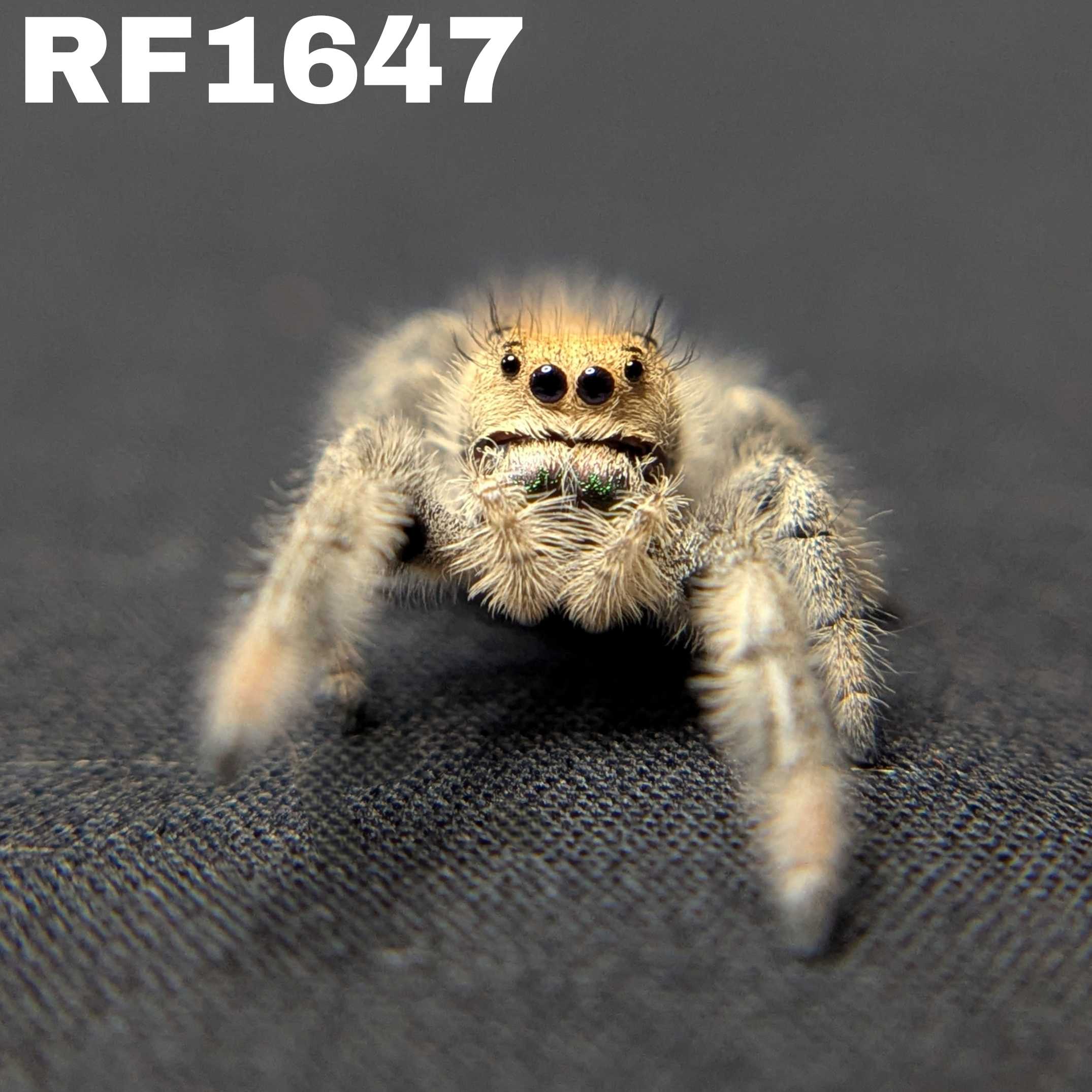 Regal Jumping Spider "Limeade"