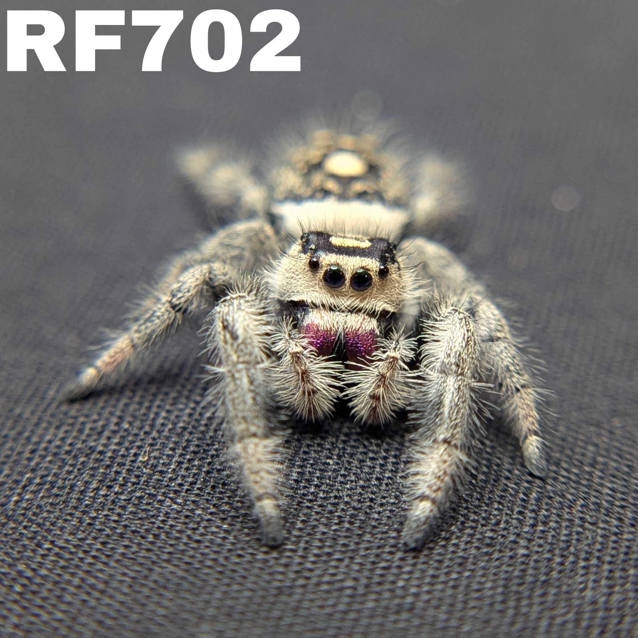 Regal Jumping Spider "Strawberry"