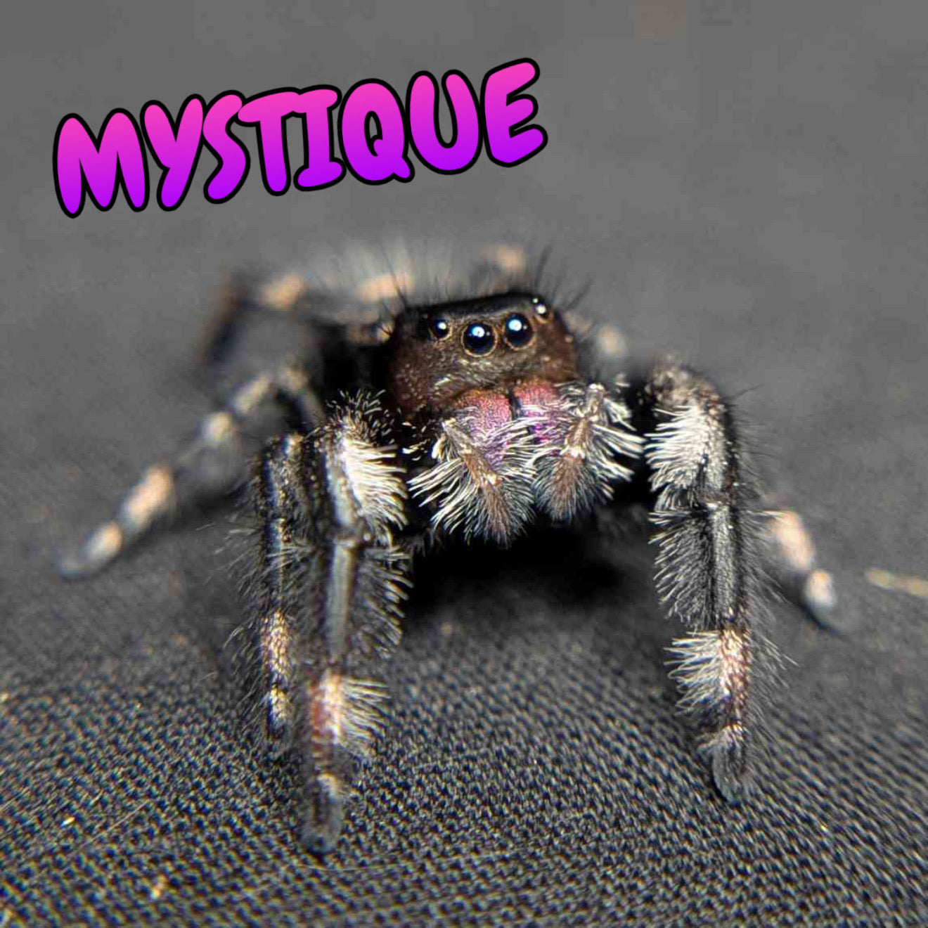 Regal Jumping Spider "Mystique"
