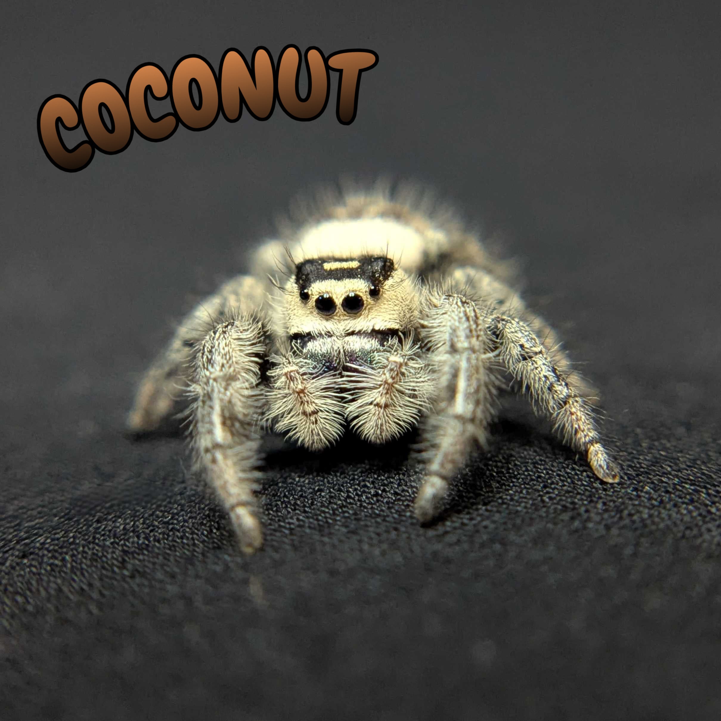 Regal Jumping Spider "Coconut"