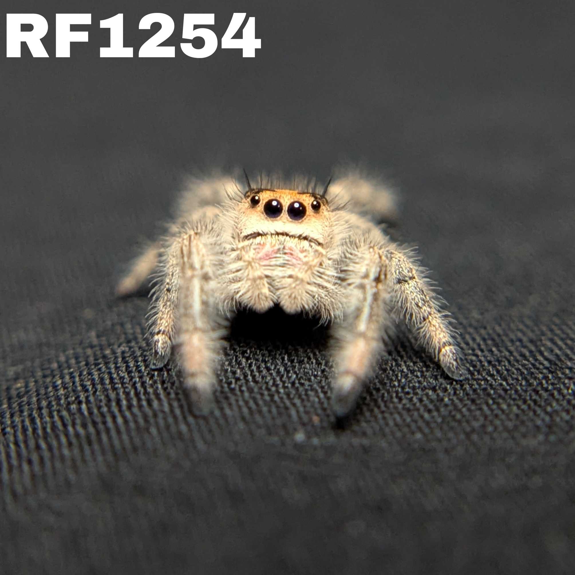 Regal Jumping Spider “Gooseberry”