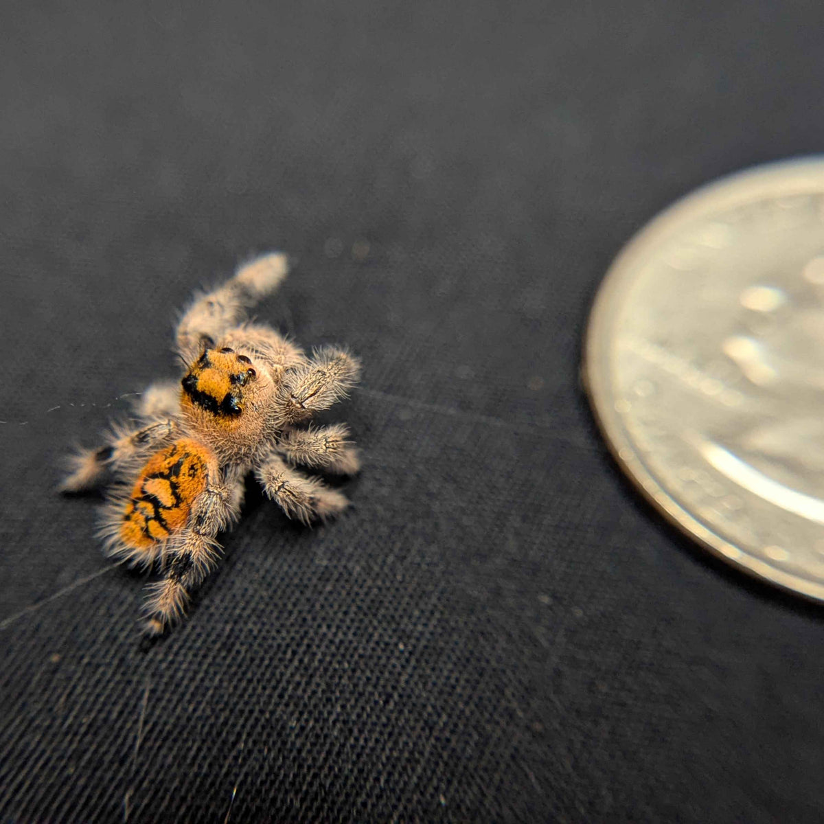 Regal Jumping Spider "Magenta"