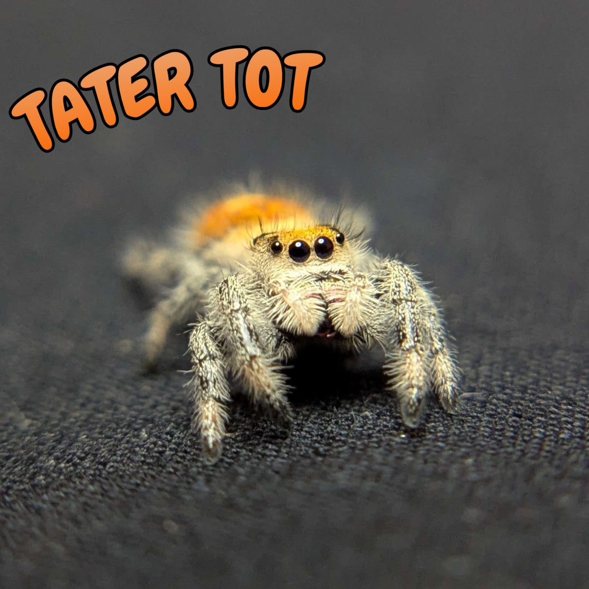 Regal Jumping Spider “Tater Tot”