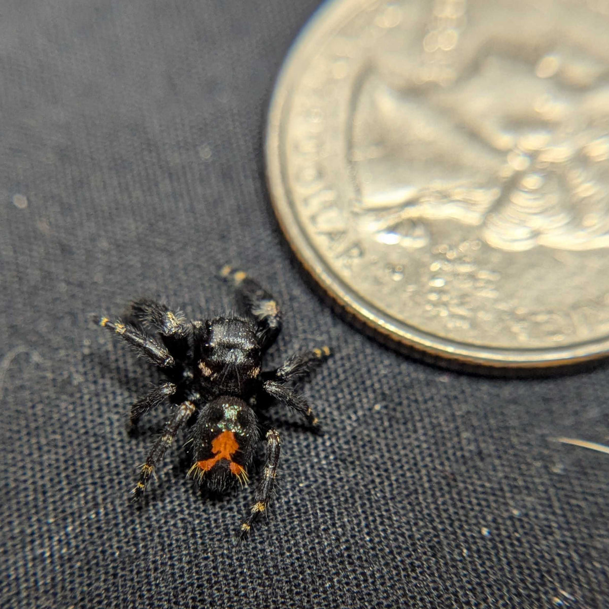 Audax Bryantae Jumping Spider "Galaxy" FUSED SPOT