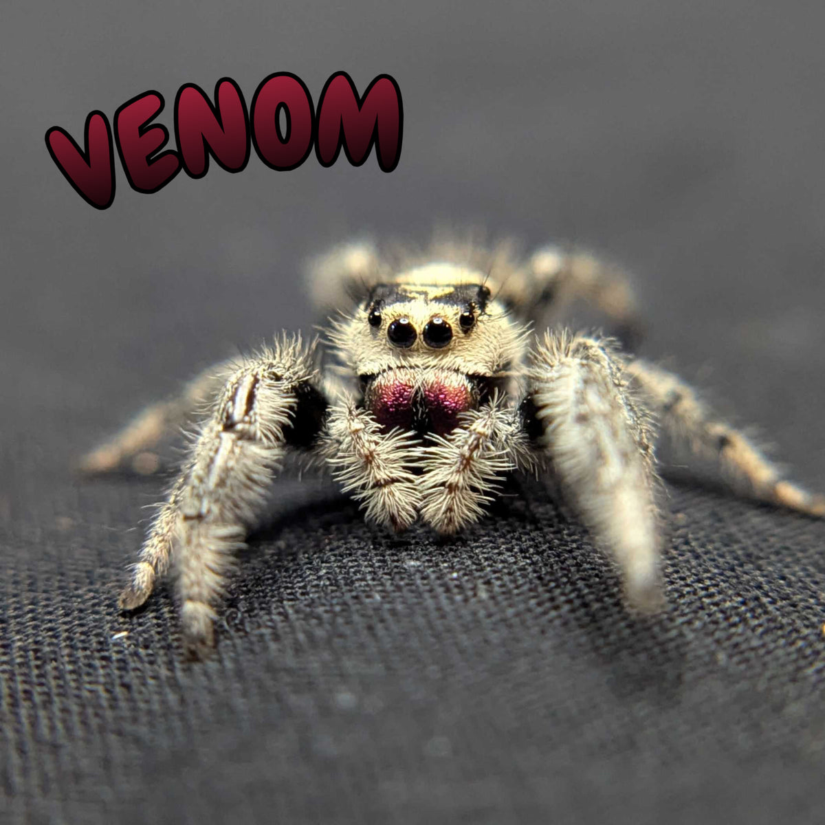 Regal Jumping Spider "Venom"