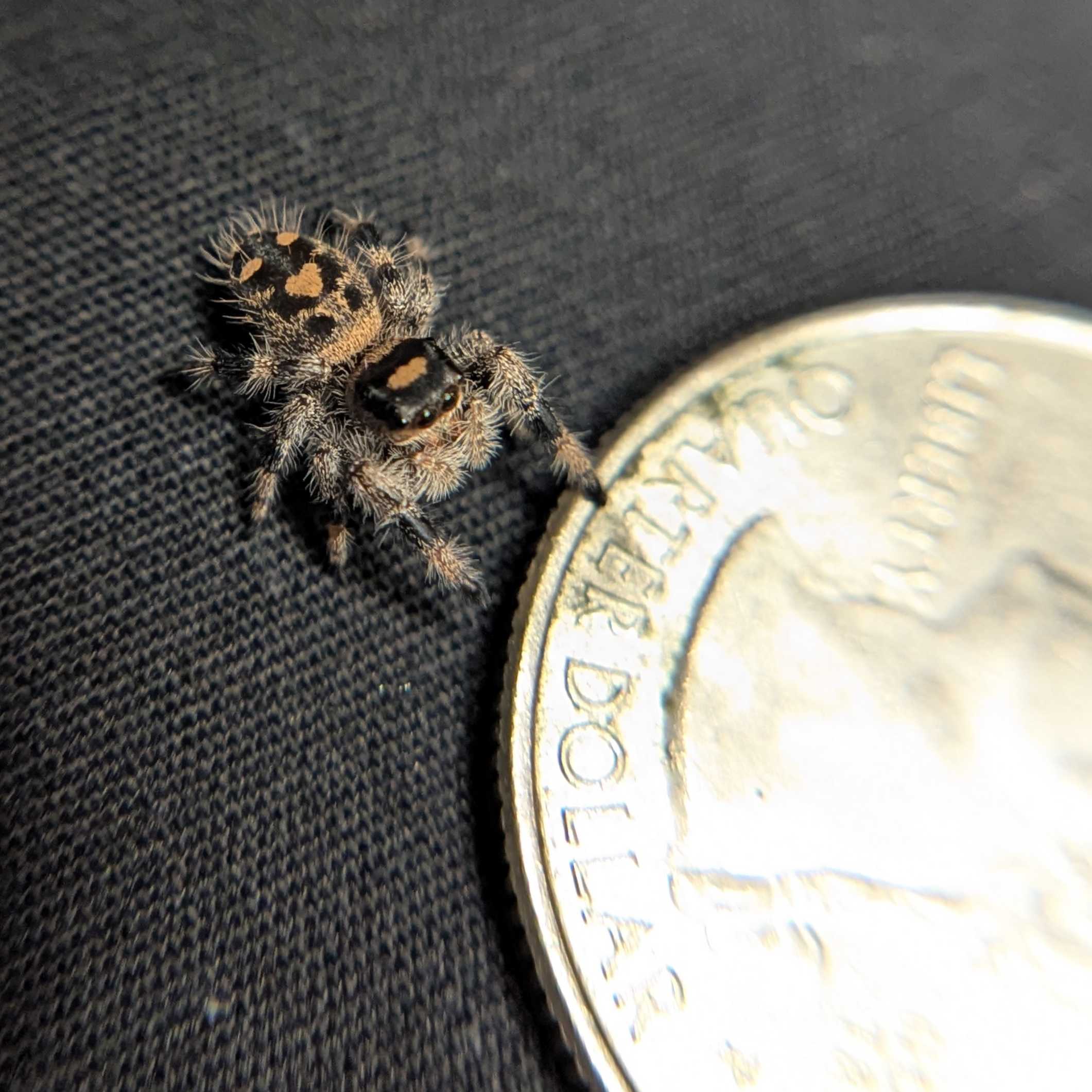 Regal Jumping Spider “Camellia”