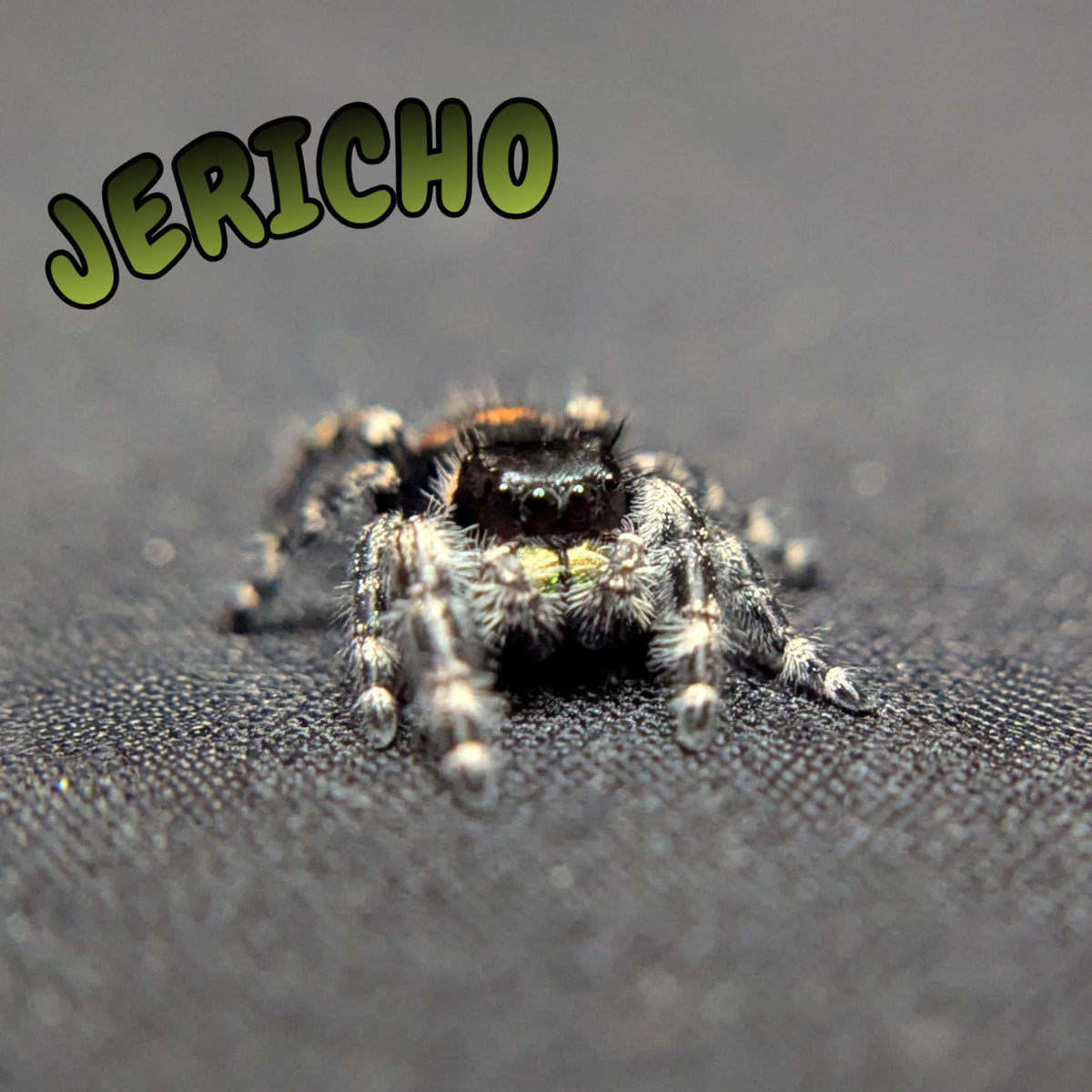 Audax Jumping Spider "Jericho"