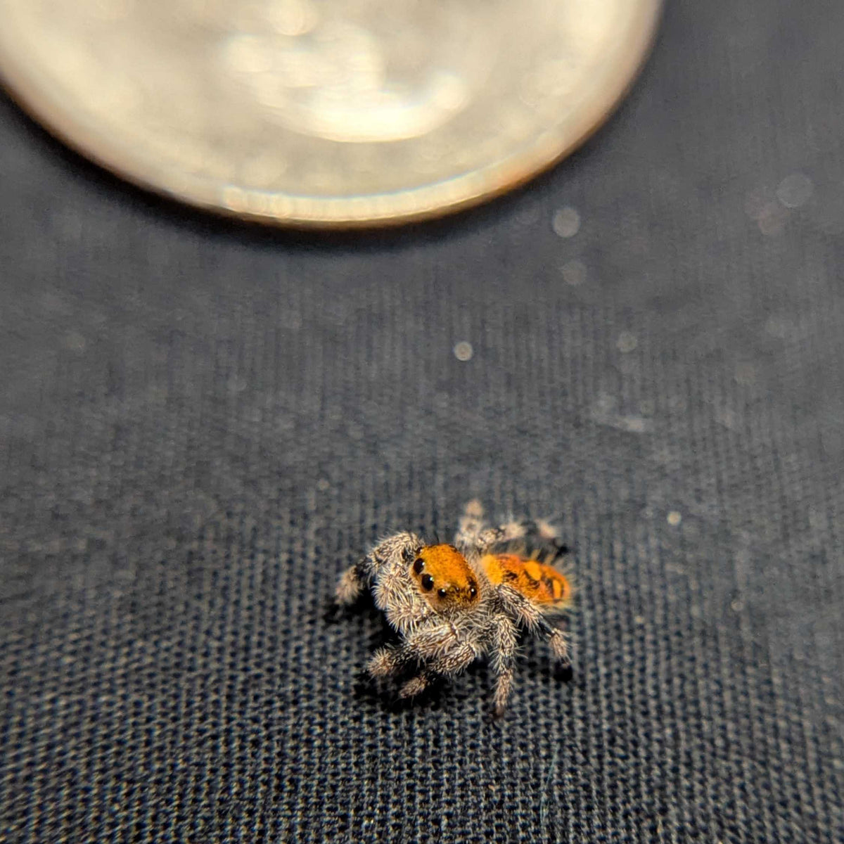 Regal Jumping Spider "Sunkiss"