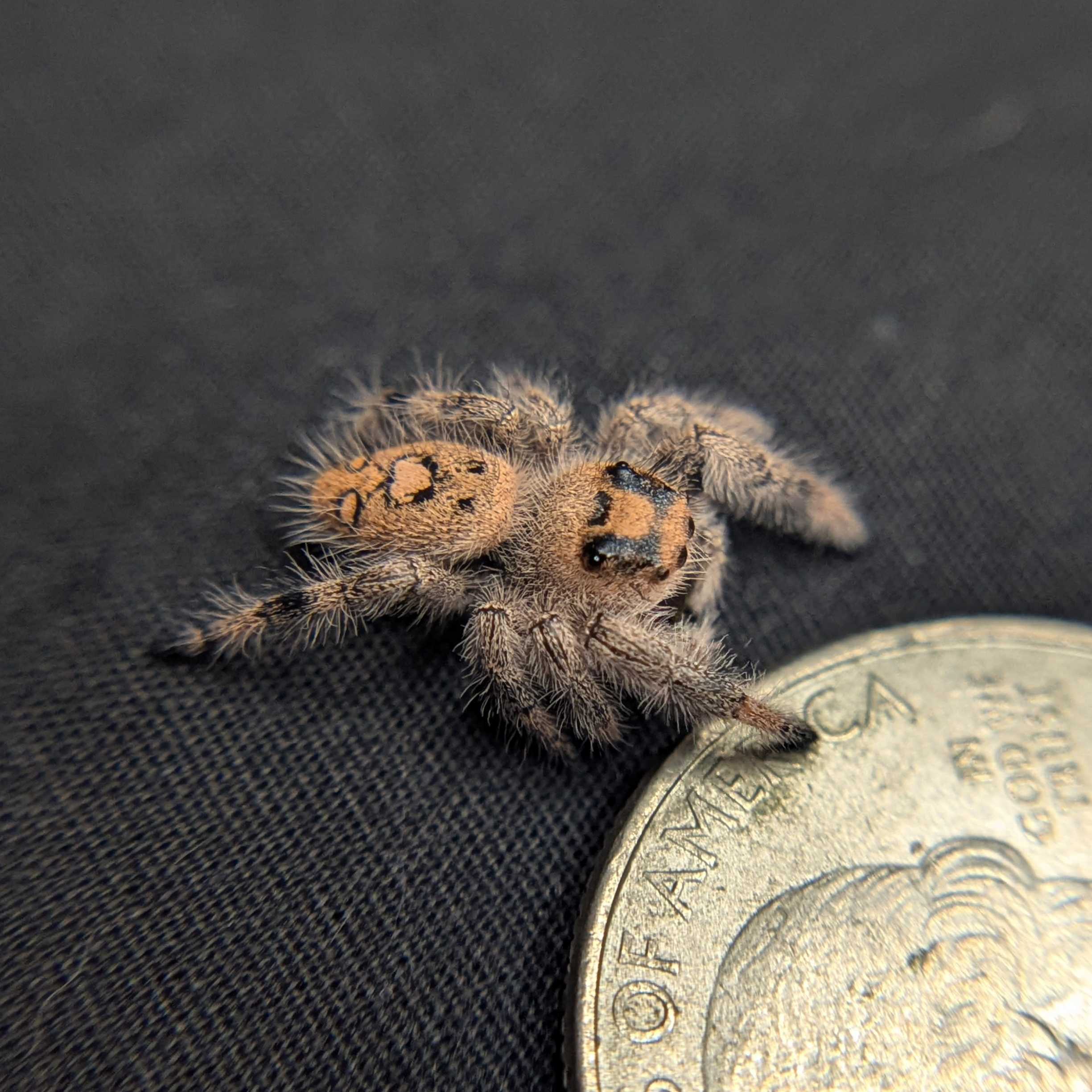 Regal Jumping Spider “Rudolph”