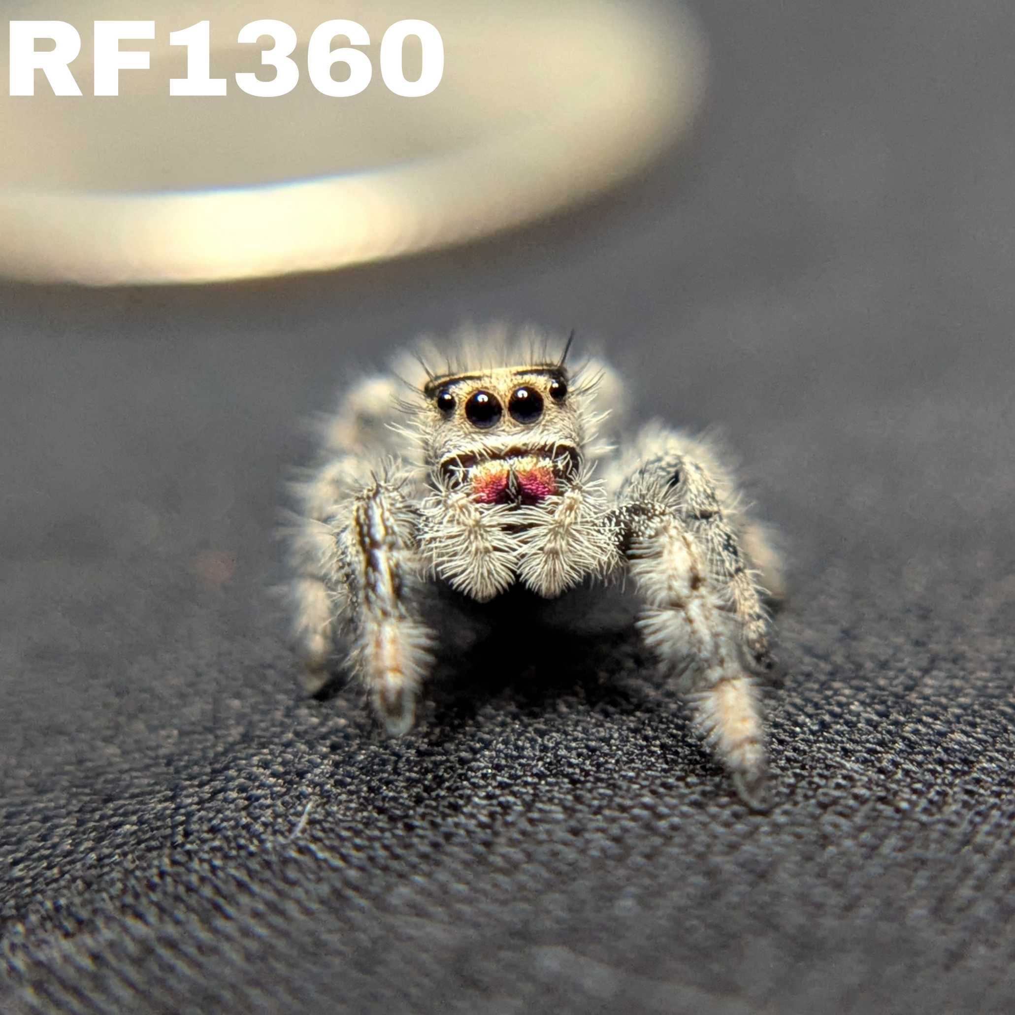 Regal Jumping Spider "Neon"