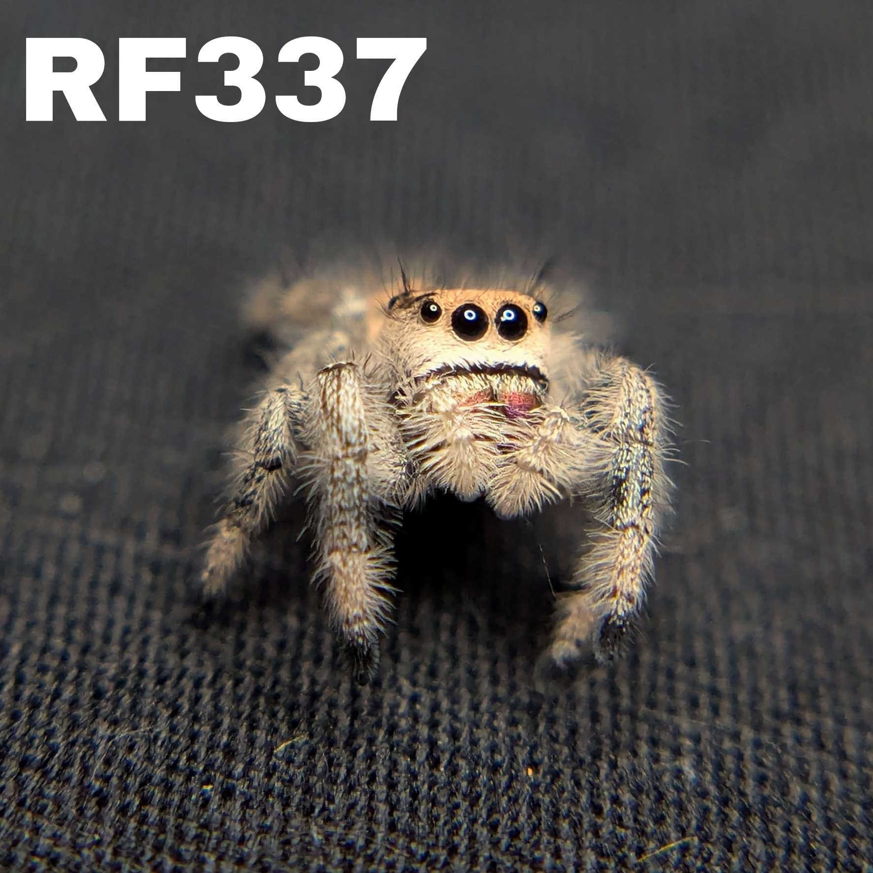 Regal Jumping Spider "Peach"