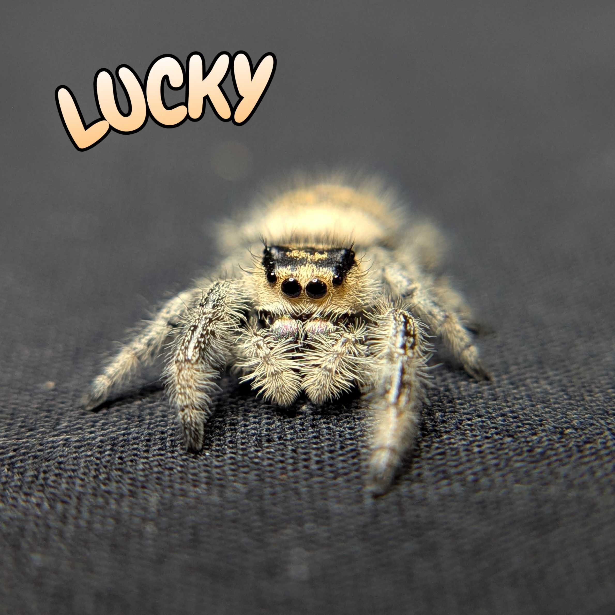 Regal Jumping Spider “Lucky”