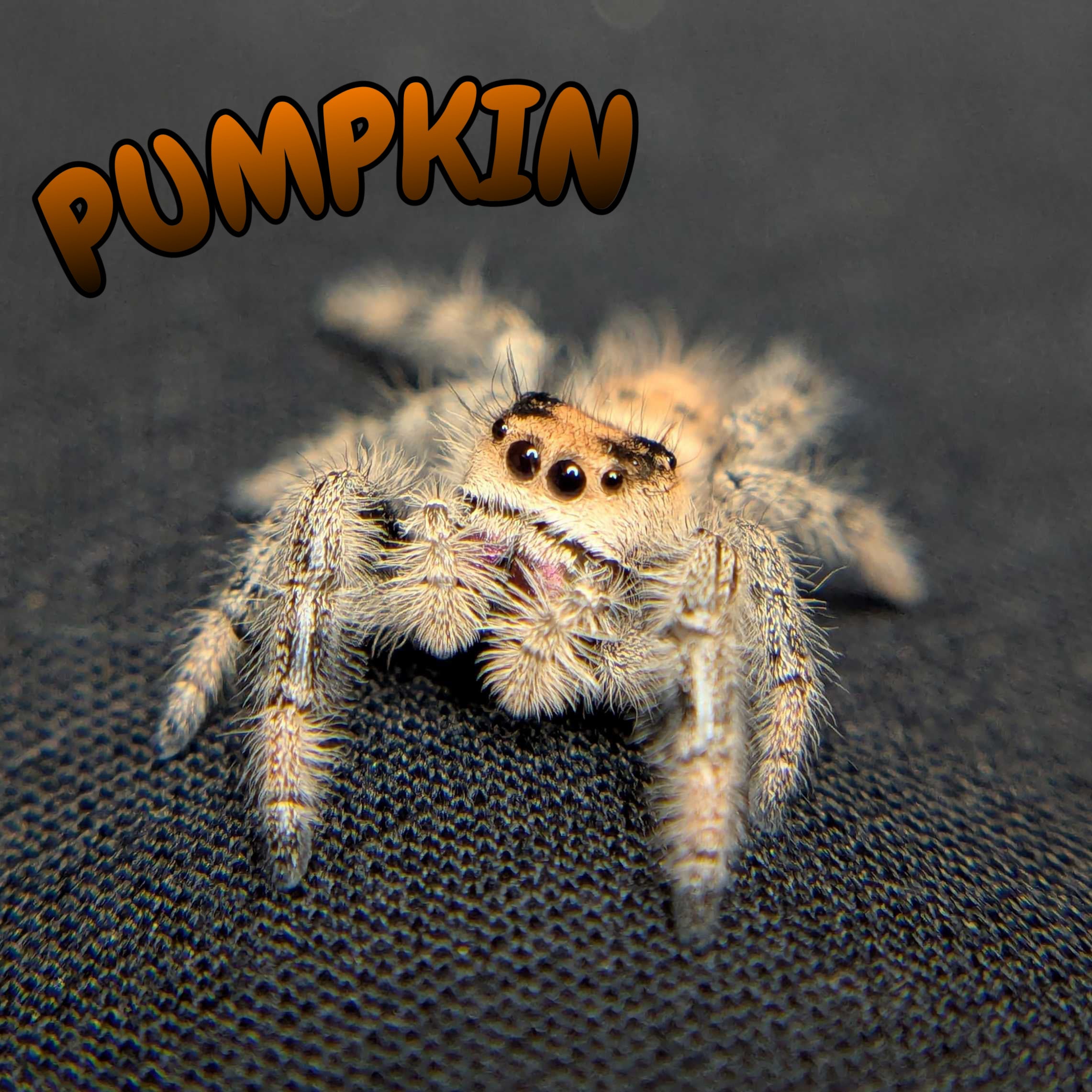 Regal Jumping Spider "Pumpkin"