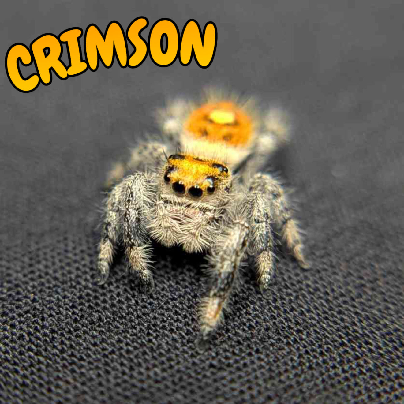 Regal Jumping Spider "Crimson"