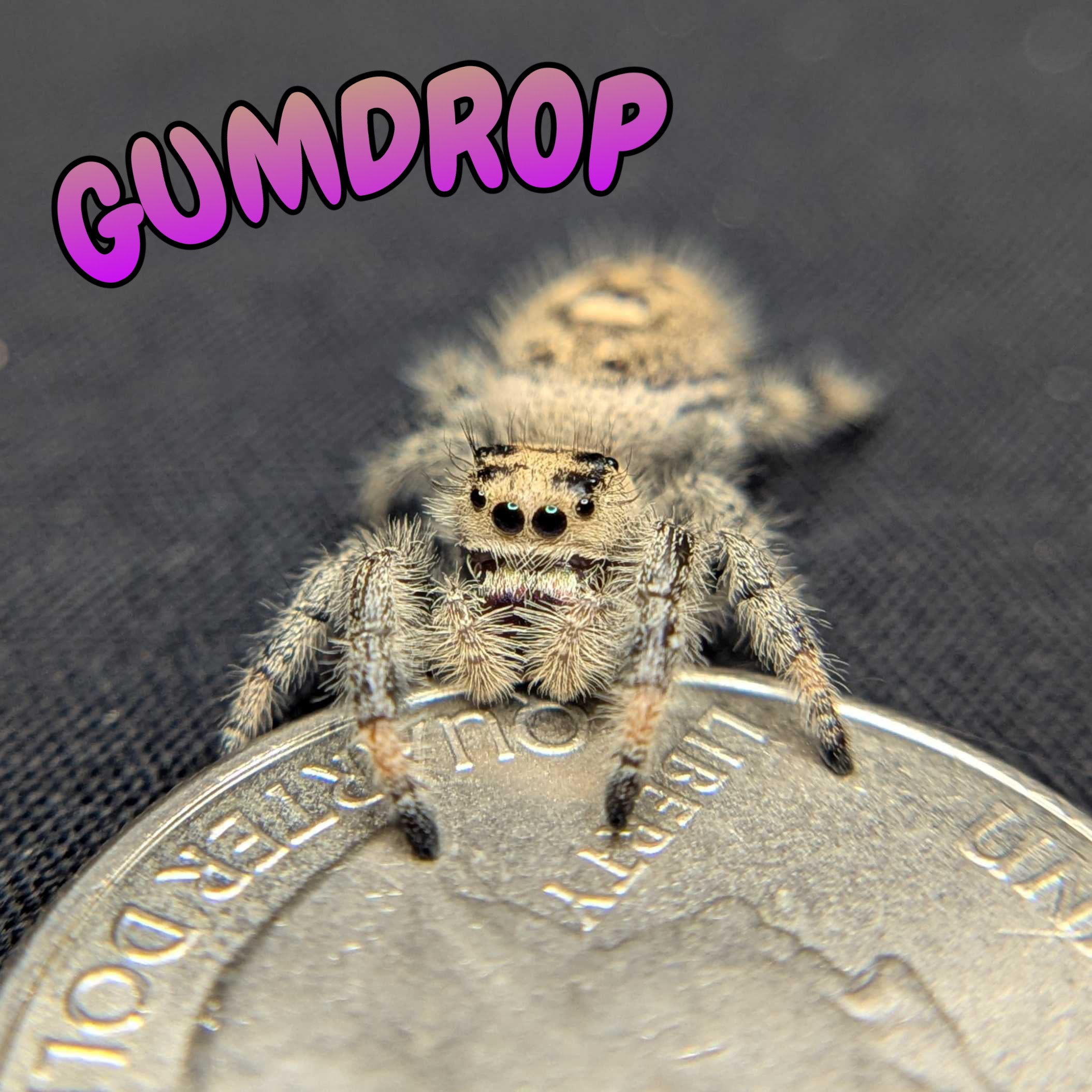 Regal Jumping Spider "Gumdrop"