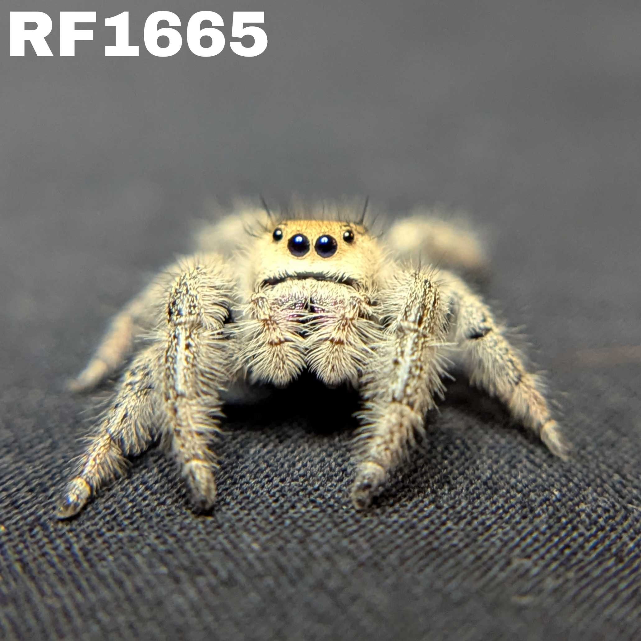 Regal Jumping Spider “Aurora”