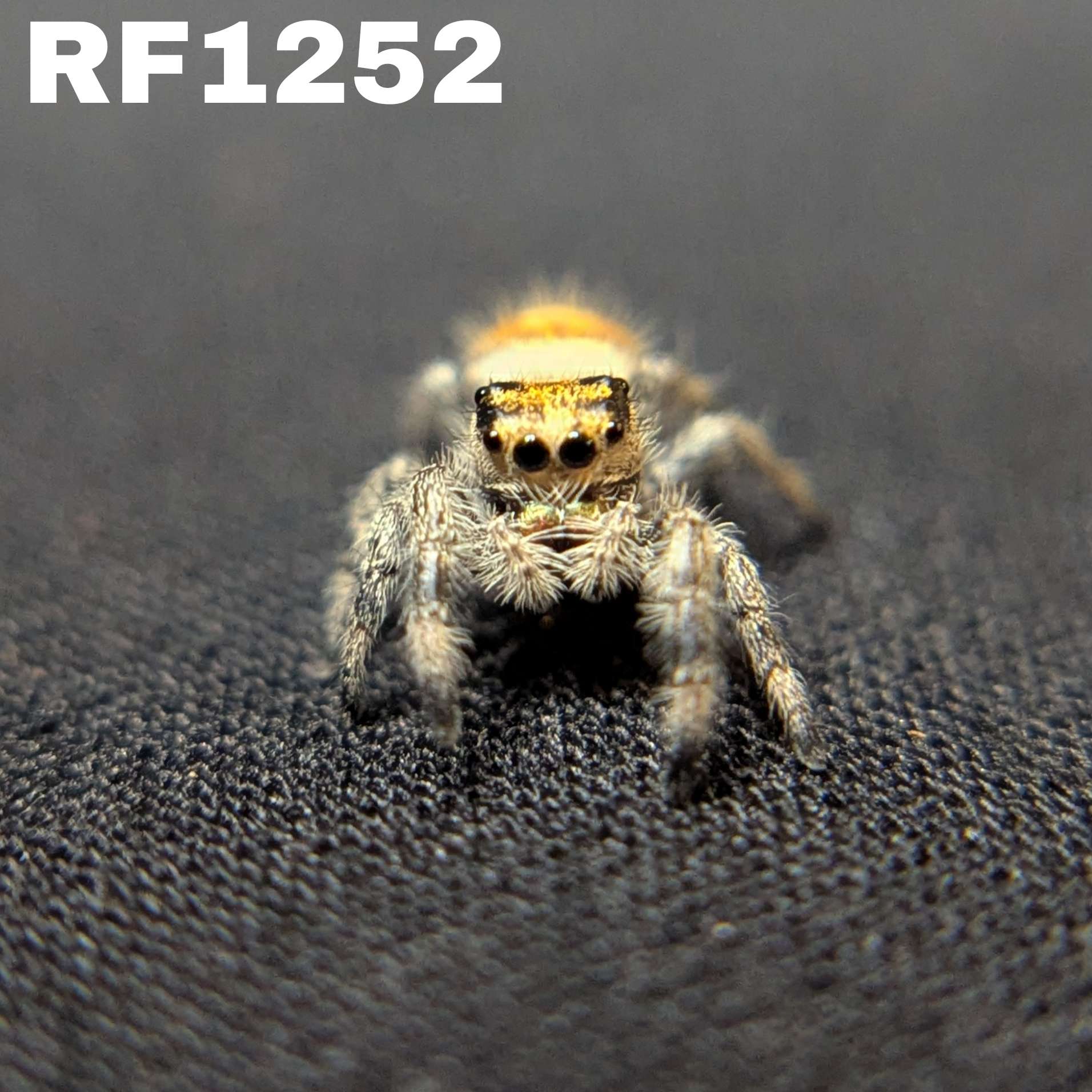 Regal Jumping Spider “Shortbread”